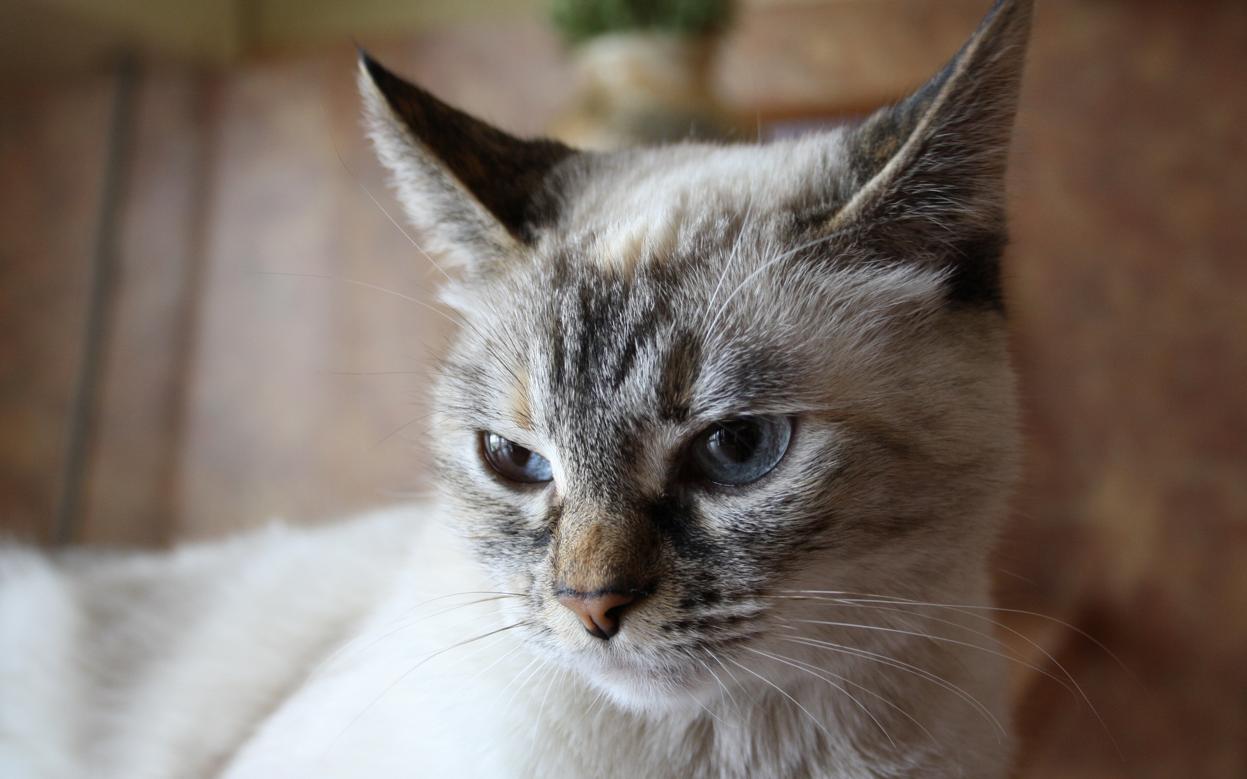 Baixe gratuitamente a imagem Gato, Gatos, Animais na área de trabalho do seu PC