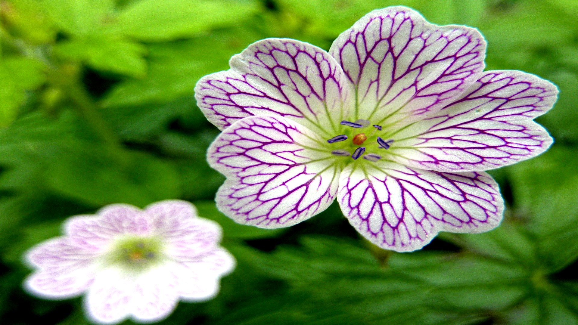 Téléchargez gratuitement l'image Fleurs, Fleur, Terre/nature sur le bureau de votre PC