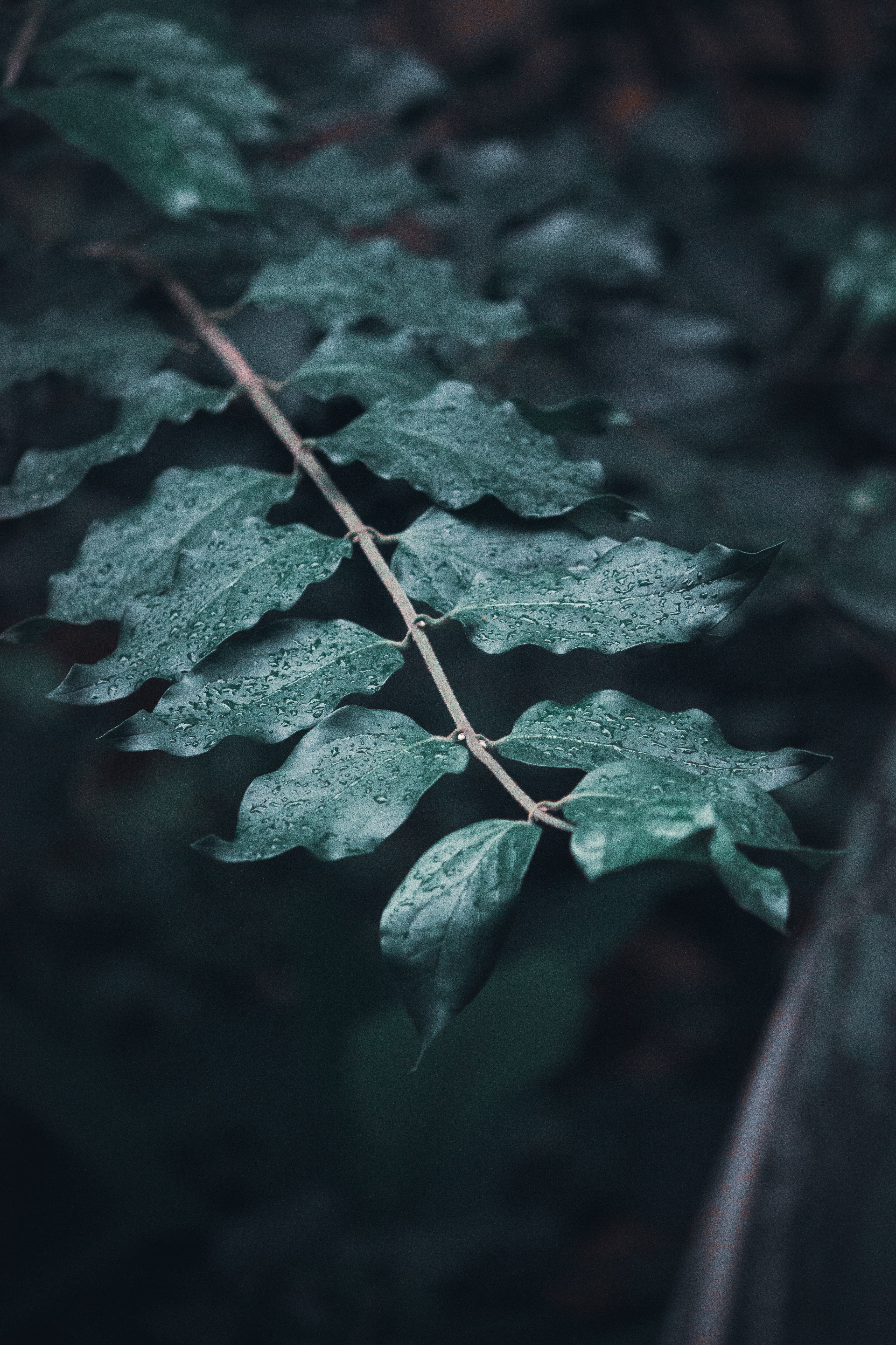 Download mobile wallpaper Branches, Macro, Dew, Leaves, Drops, Focus for free.