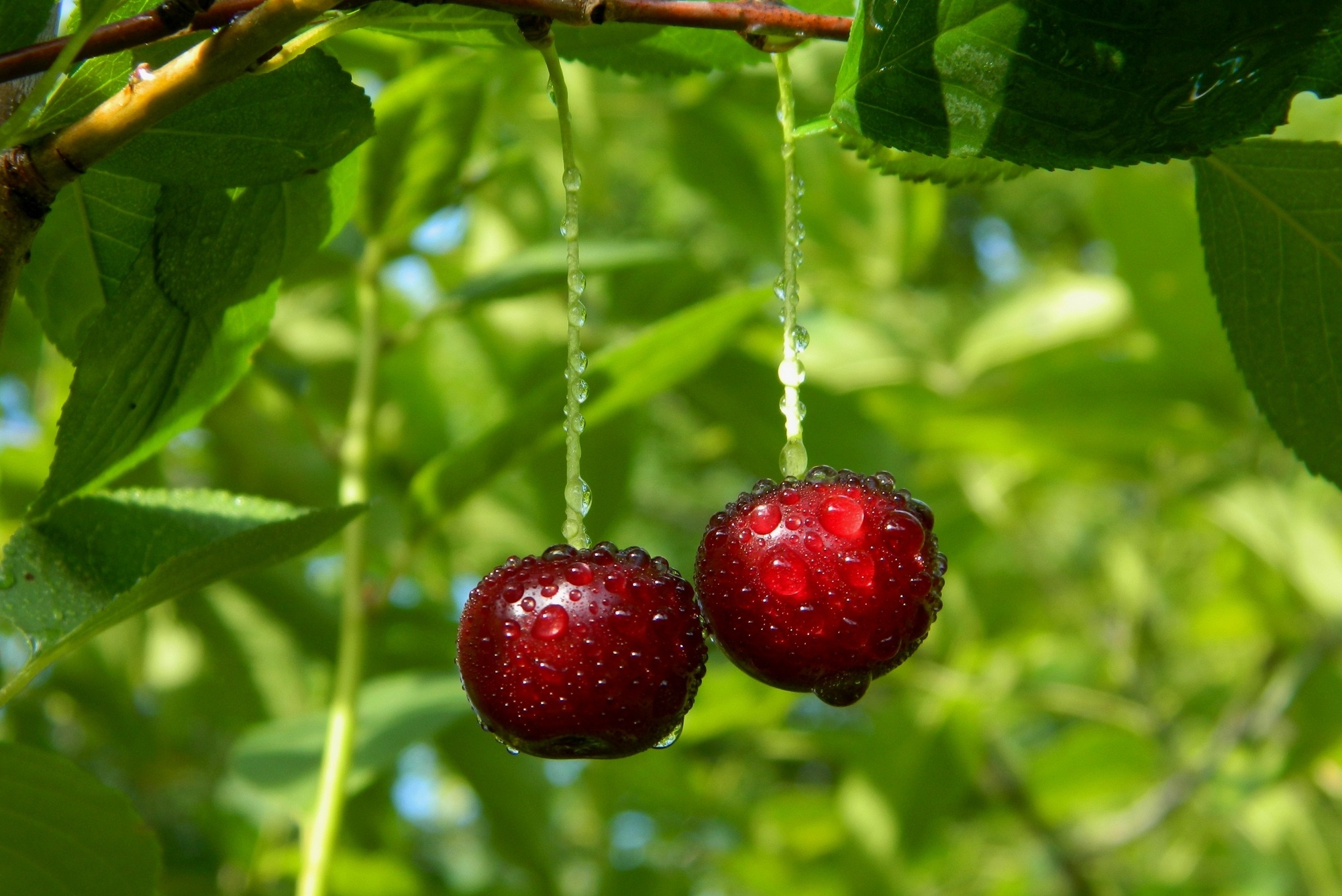 Free download wallpaper Fruits, Food, Cherry, Close Up, Fruit, Water Drop on your PC desktop