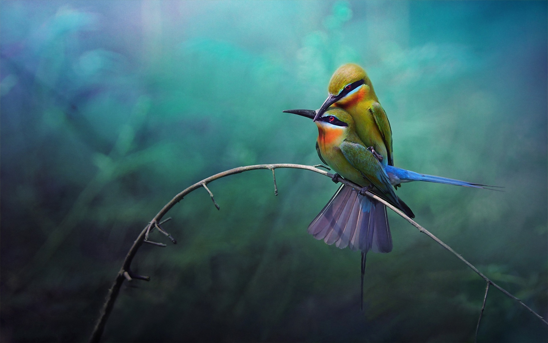 Download mobile wallpaper Animal, Bee Eater for free.