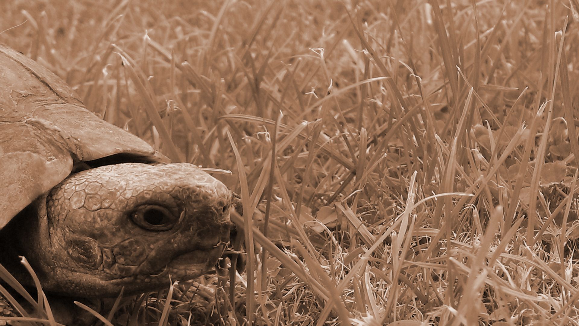 Laden Sie das Tiere, Landschildkröten-Bild kostenlos auf Ihren PC-Desktop herunter