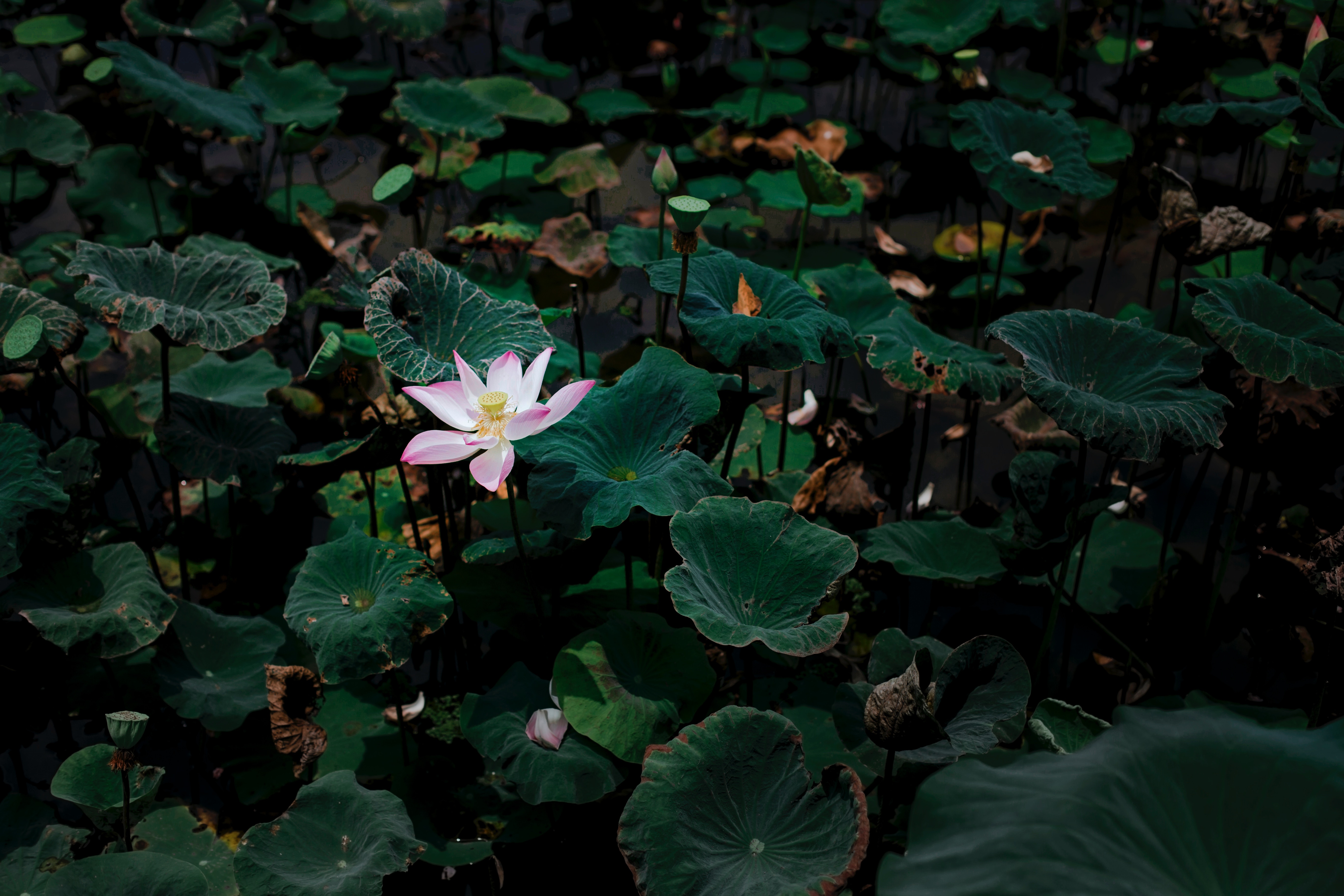 lotus, leaves, flowers, lake, flower QHD