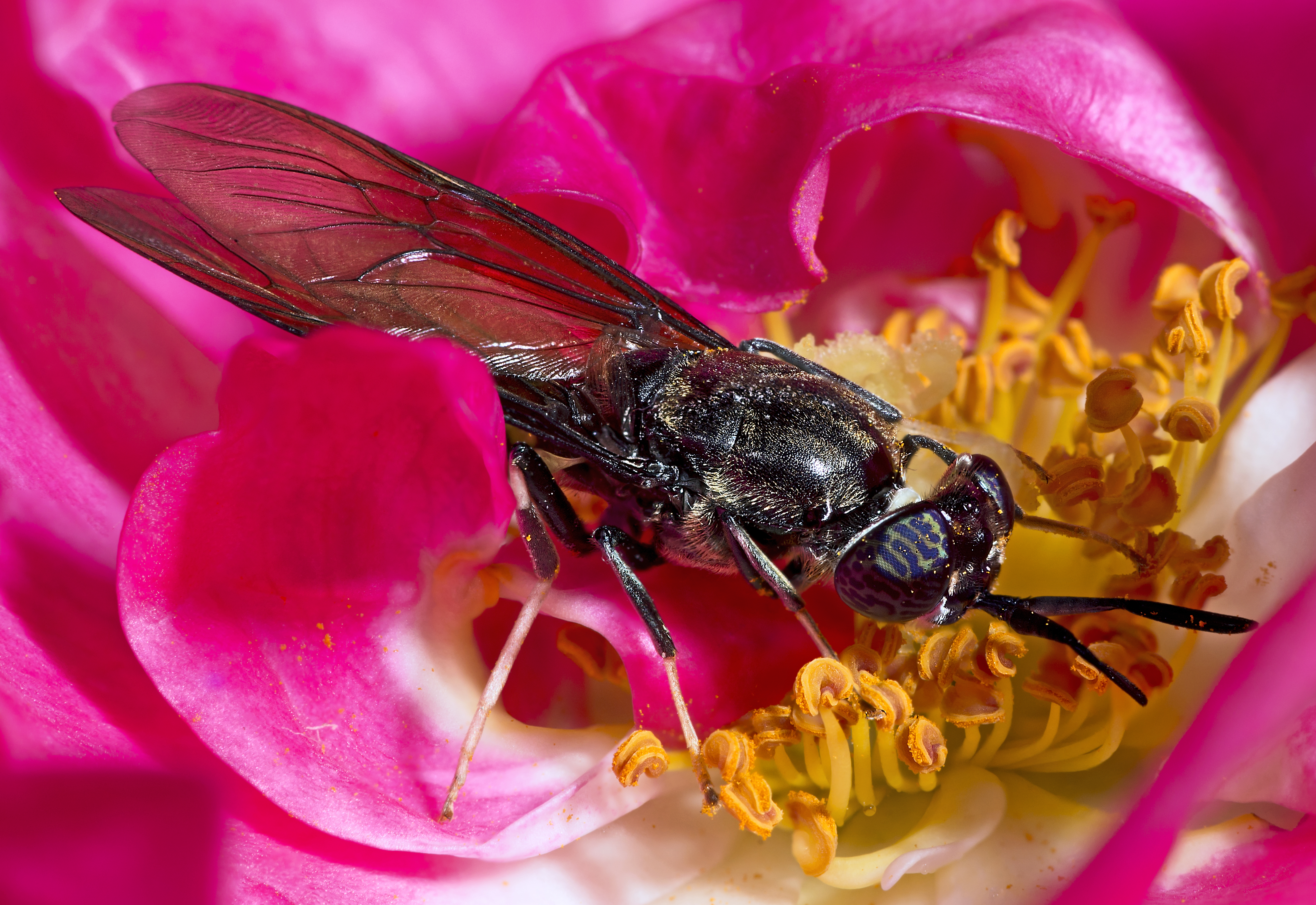 Download mobile wallpaper Flower, Animal, Fly for free.