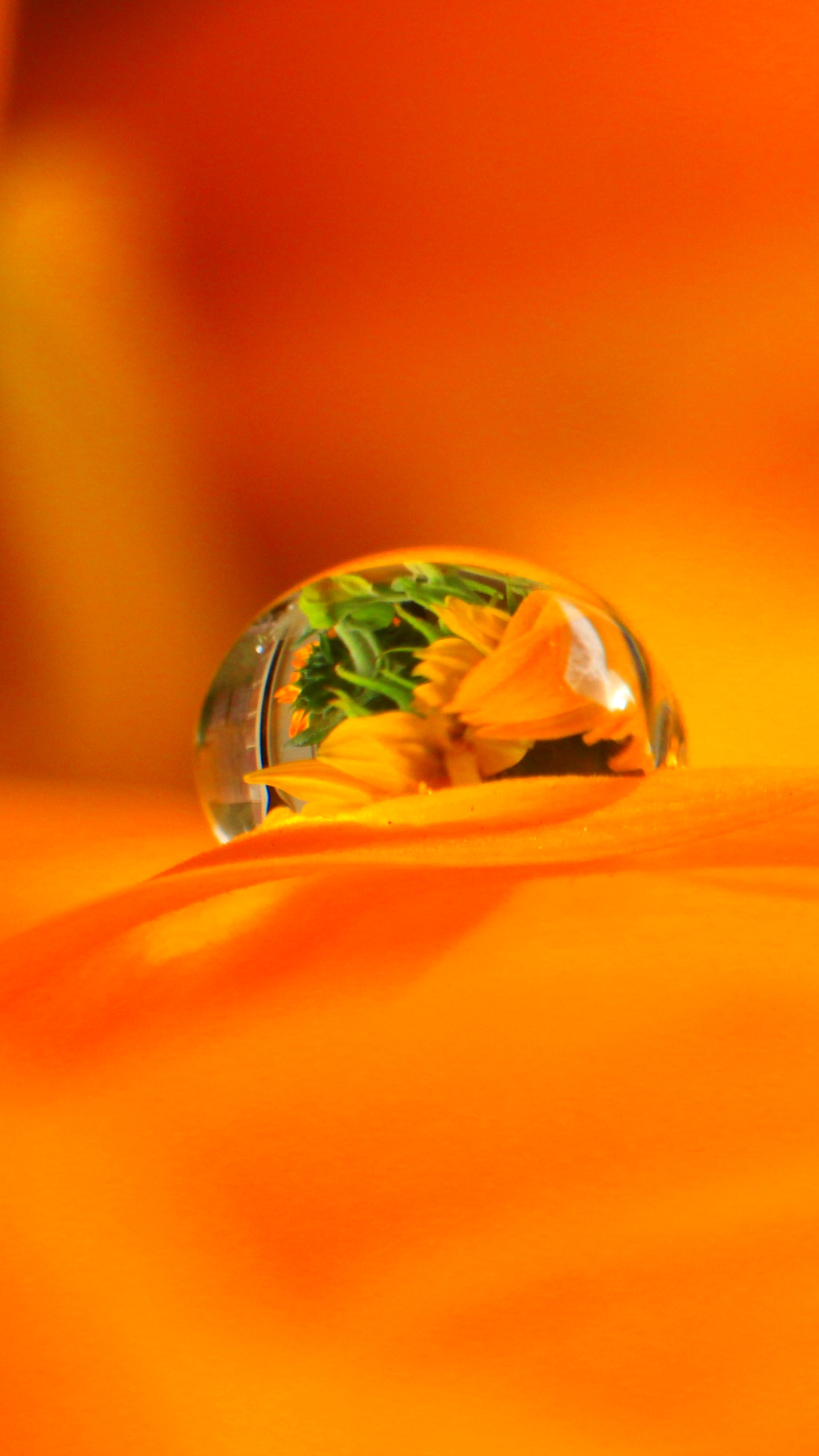 Download mobile wallpaper Nature, Reflection, Flower, Macro, Earth, Water Drop, Orange Flower for free.