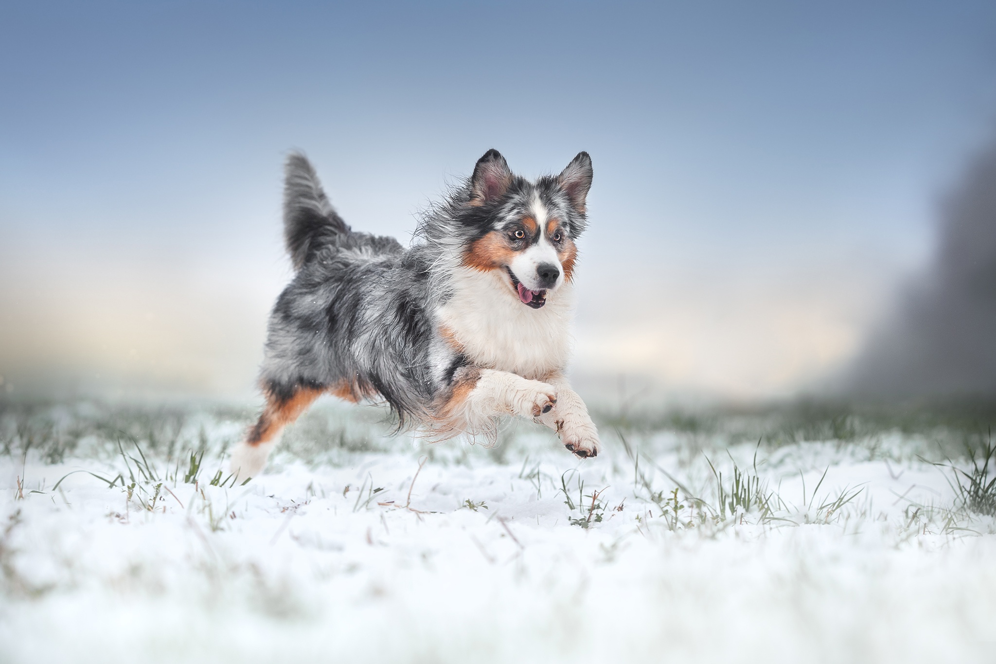 Download mobile wallpaper Dogs, Snow, Dog, Animal, Australian Shepherd for free.