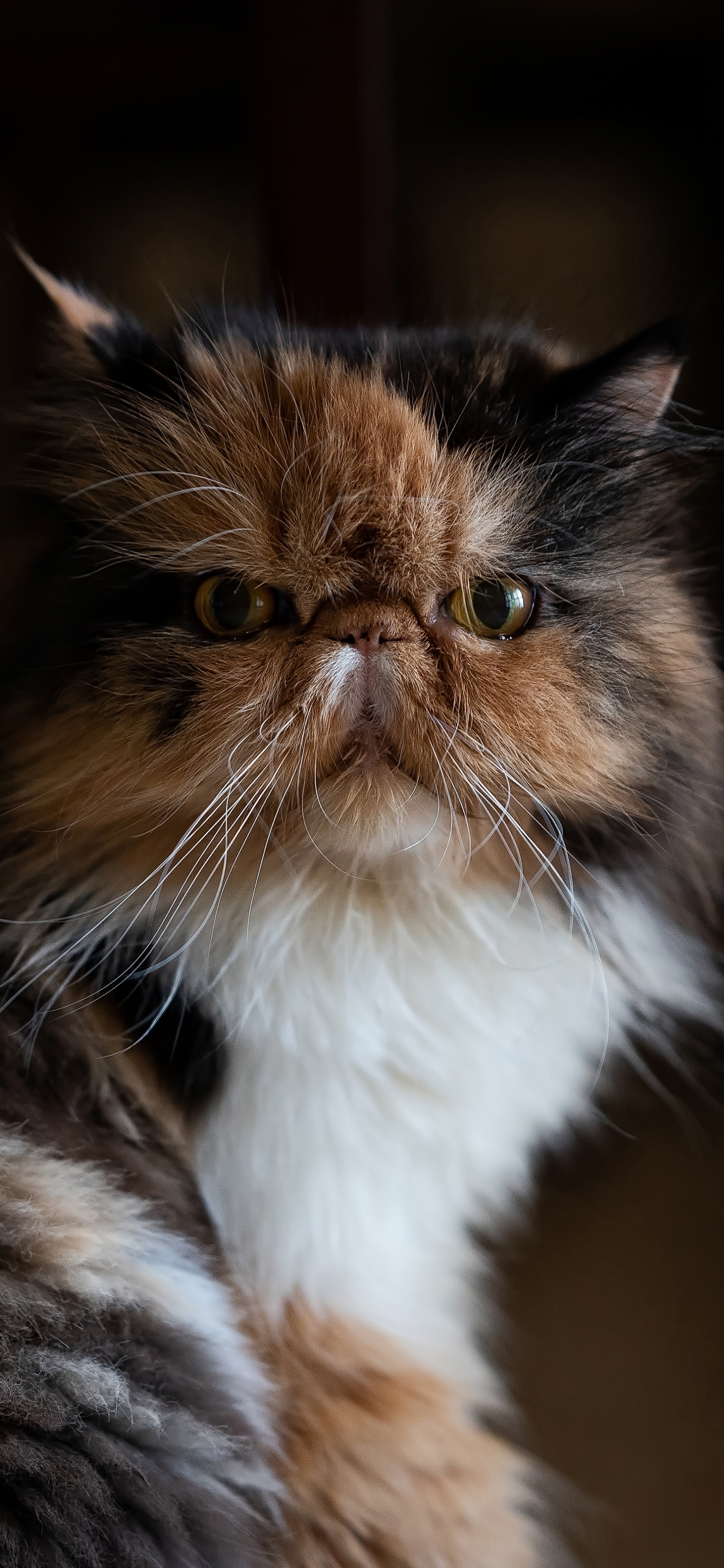 Laden Sie das Tiere, Katzen, Katze, Persische Katze-Bild kostenlos auf Ihren PC-Desktop herunter