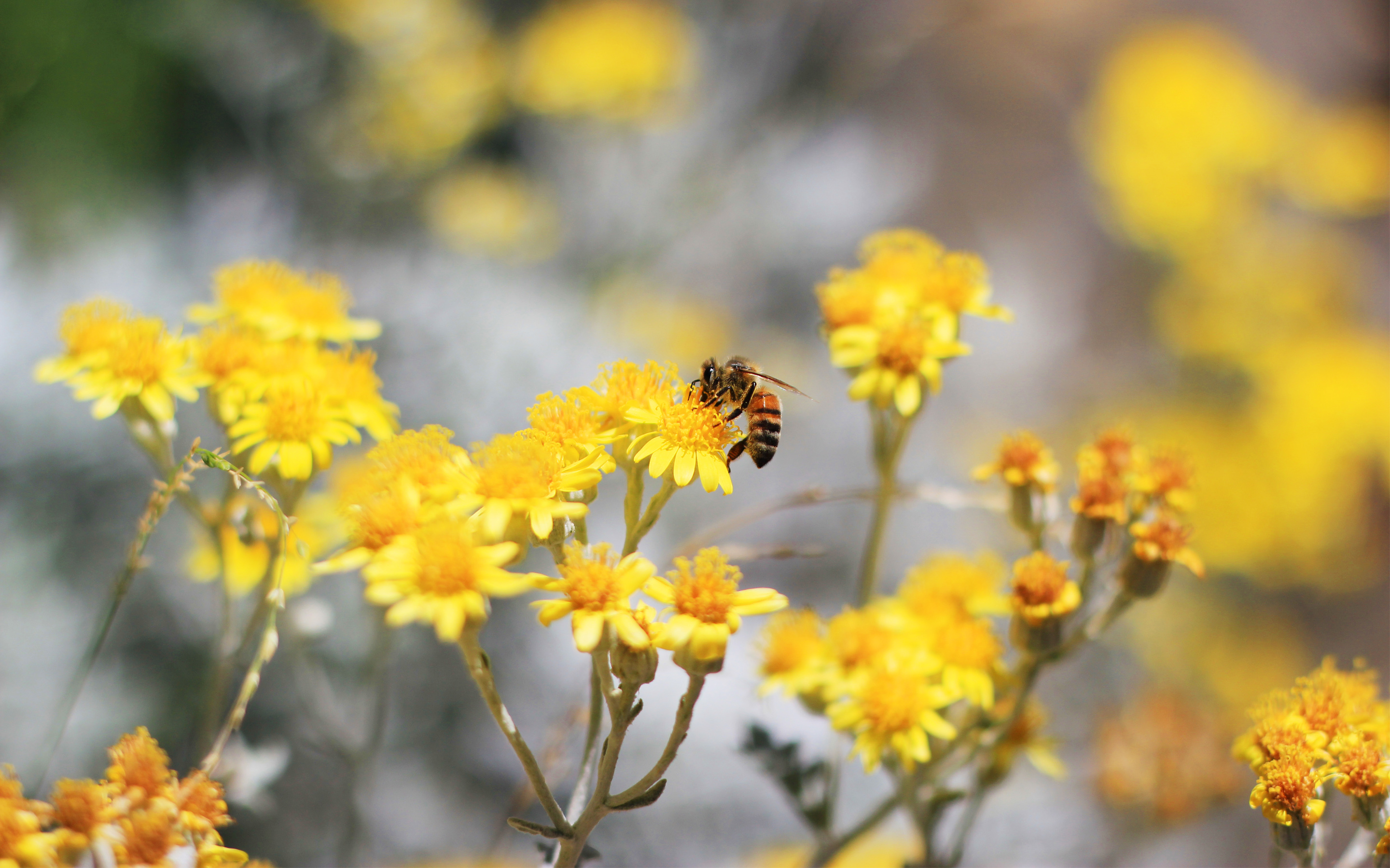 Download mobile wallpaper Bee, Insects, Bokeh, Macro, Flower, Animal for free.
