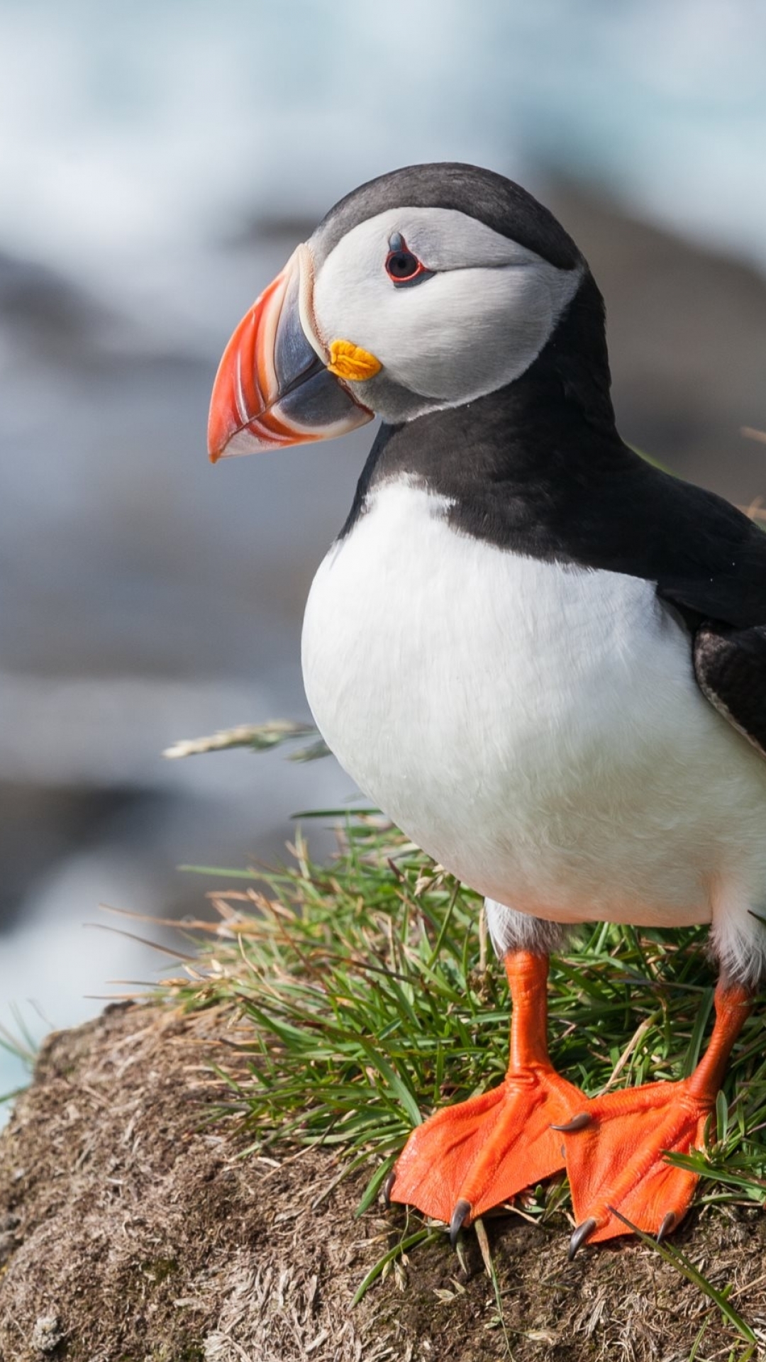 Descarga gratuita de fondo de pantalla para móvil de Animales, Pájaro, Aves, Ave, Frailecillo.