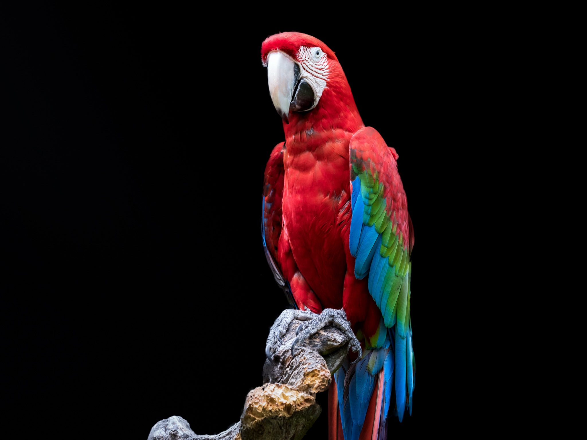 Download mobile wallpaper Birds, Bird, Animal, Portrait, Macaw, Parrot, Red And Green Macaw for free.