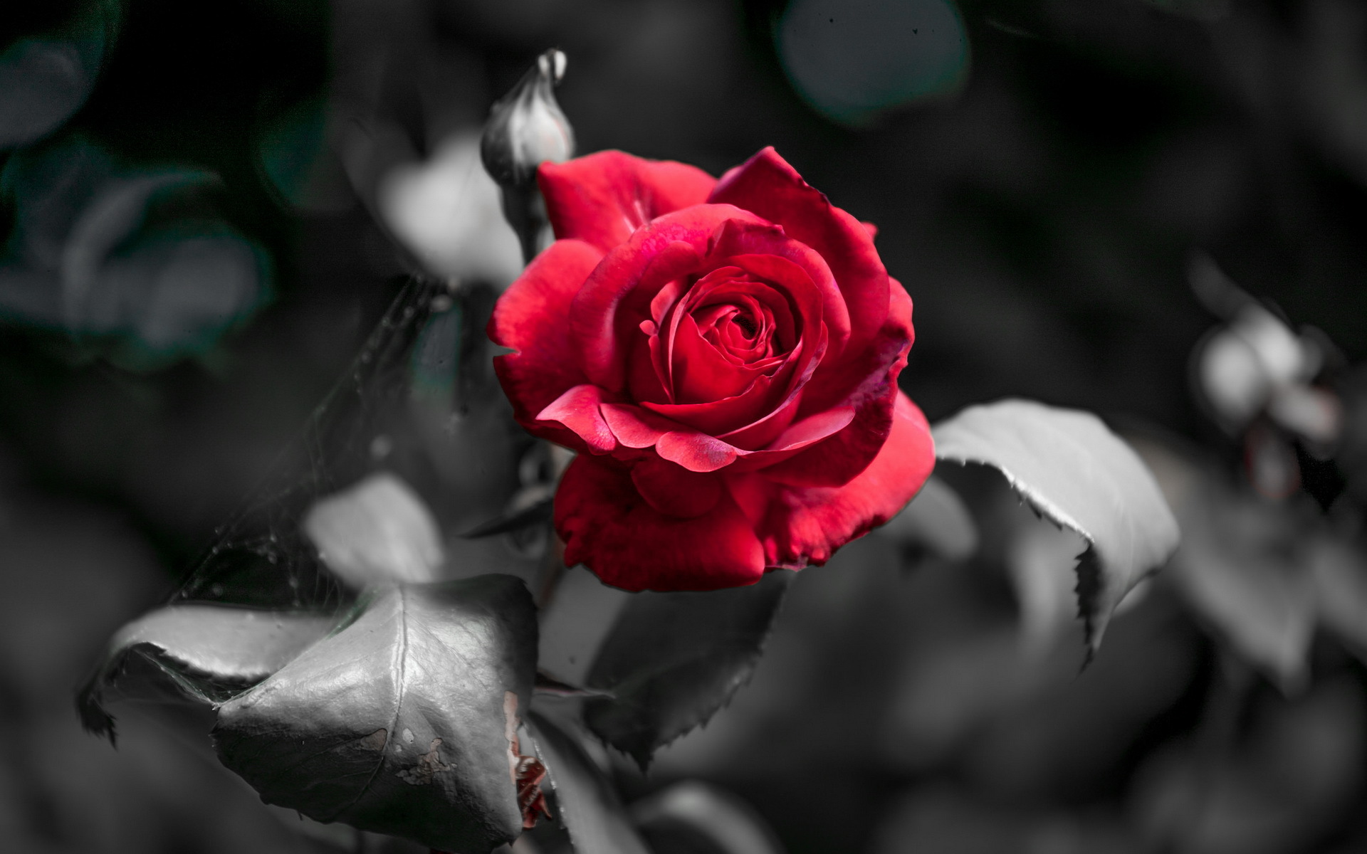 Free download wallpaper Nature, Flowers, Flower, Rose, Earth, Selective Color on your PC desktop