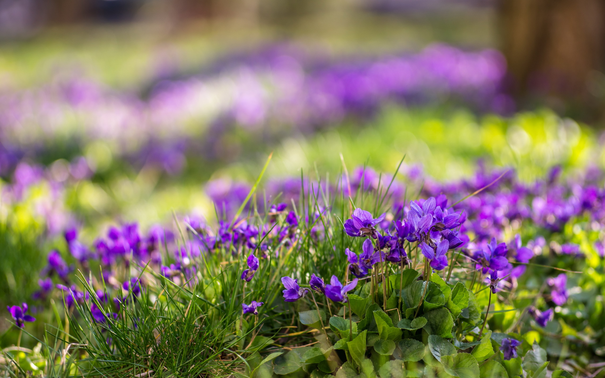 Скачати мобільні шпалери Природа, Квітка, Земля, Весна, Боке, Фіолетова Квітка, Флауерзи безкоштовно.
