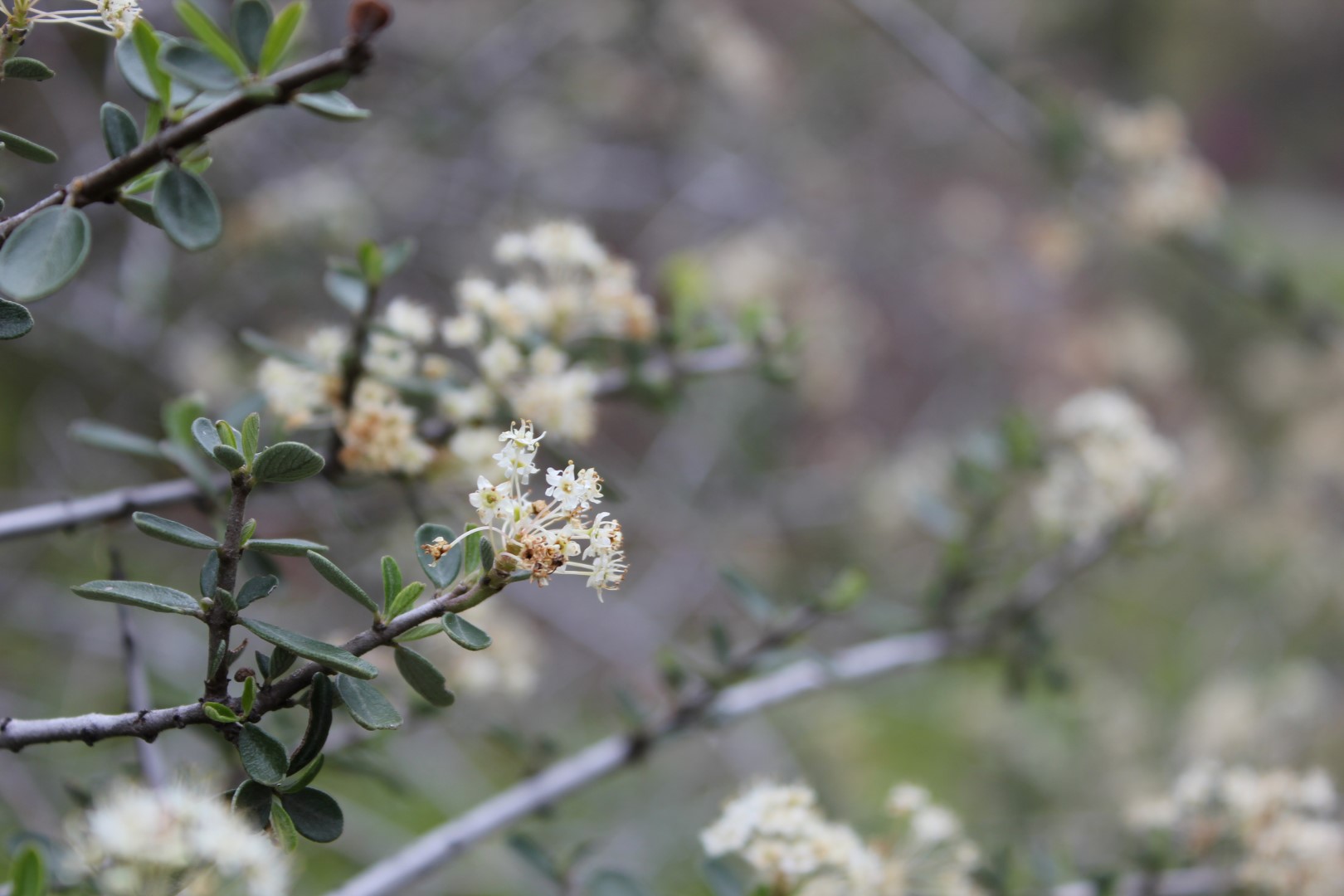 Descarga gratis la imagen Florecer, Flores, Tierra/naturaleza en el escritorio de tu PC