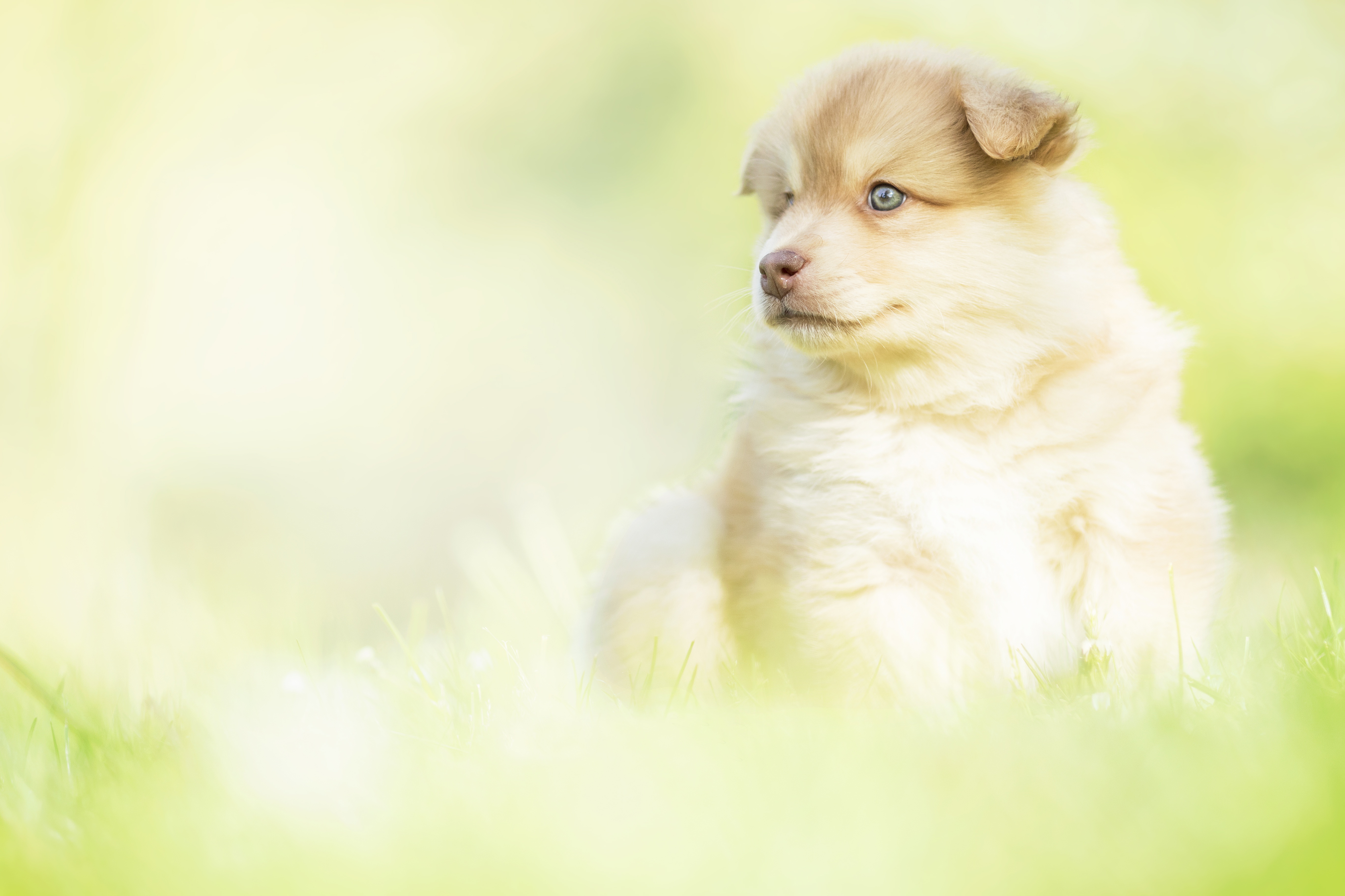 487465 Bild herunterladen tiere, welpen, tierbaby, hund, finnischer lapphund, hunde - Hintergrundbilder und Bildschirmschoner kostenlos