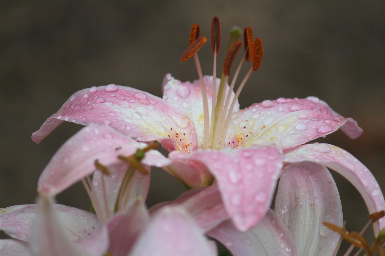 Free download wallpaper Lily, Flowers, Flower, Earth on your PC desktop