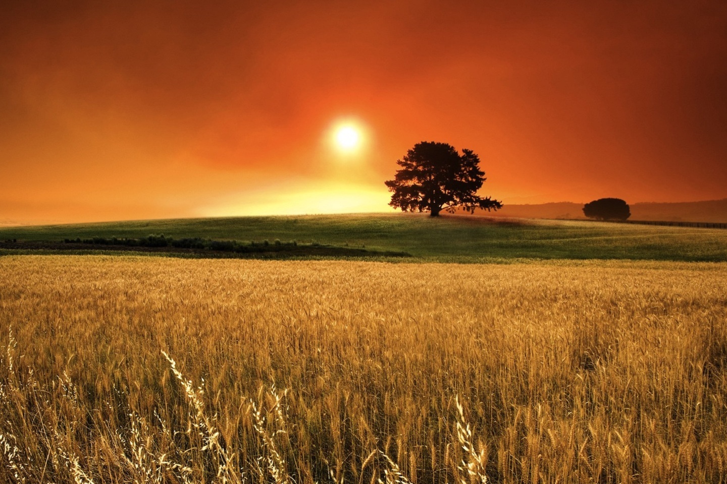 Laden Sie das Landschaft, Bäume, Sunset, Felder-Bild kostenlos auf Ihren PC-Desktop herunter