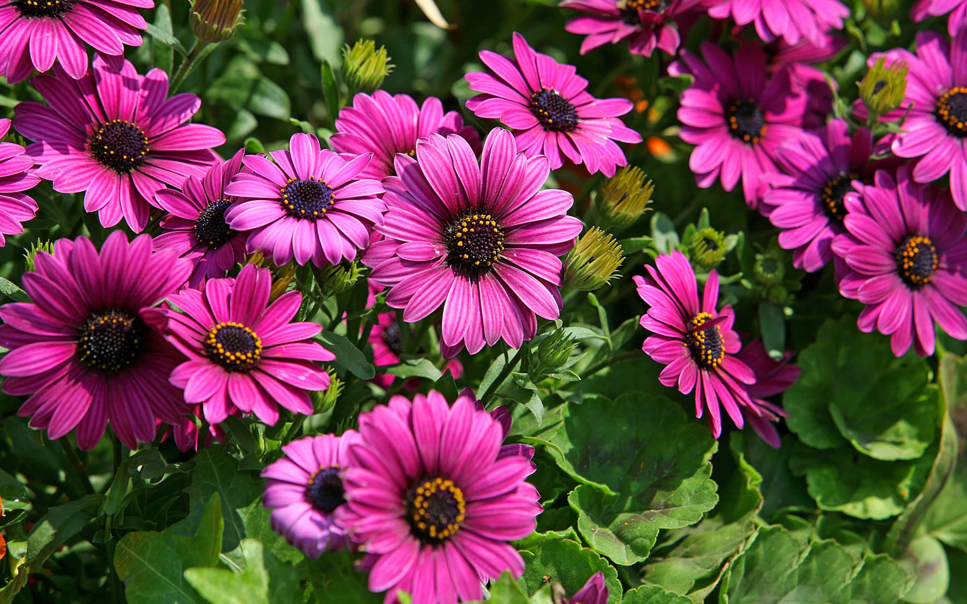 Descarga gratis la imagen Flores, Flor, Margarita, Flor Purpura, Tierra/naturaleza en el escritorio de tu PC