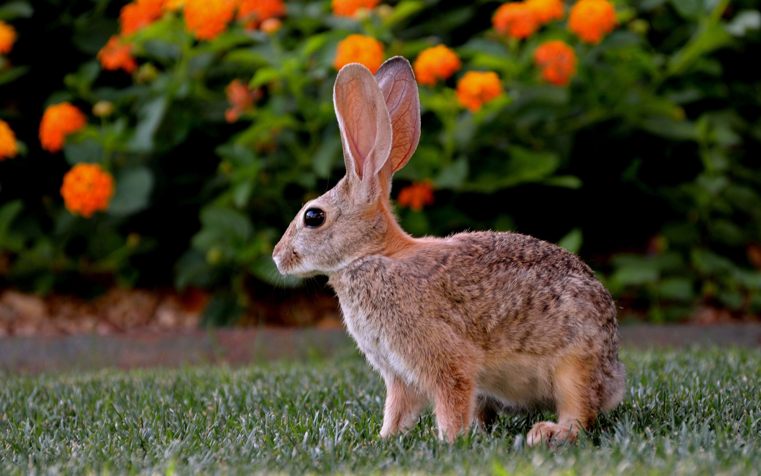 PCデスクトップに動物, うさぎ画像を無料でダウンロード