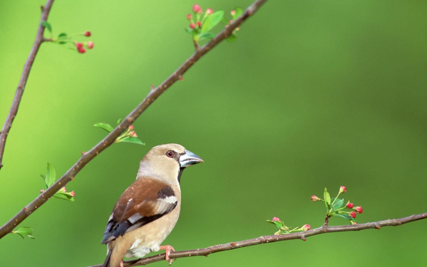 Download mobile wallpaper Animals, Branches, Flowers, Beak, Bird for free.