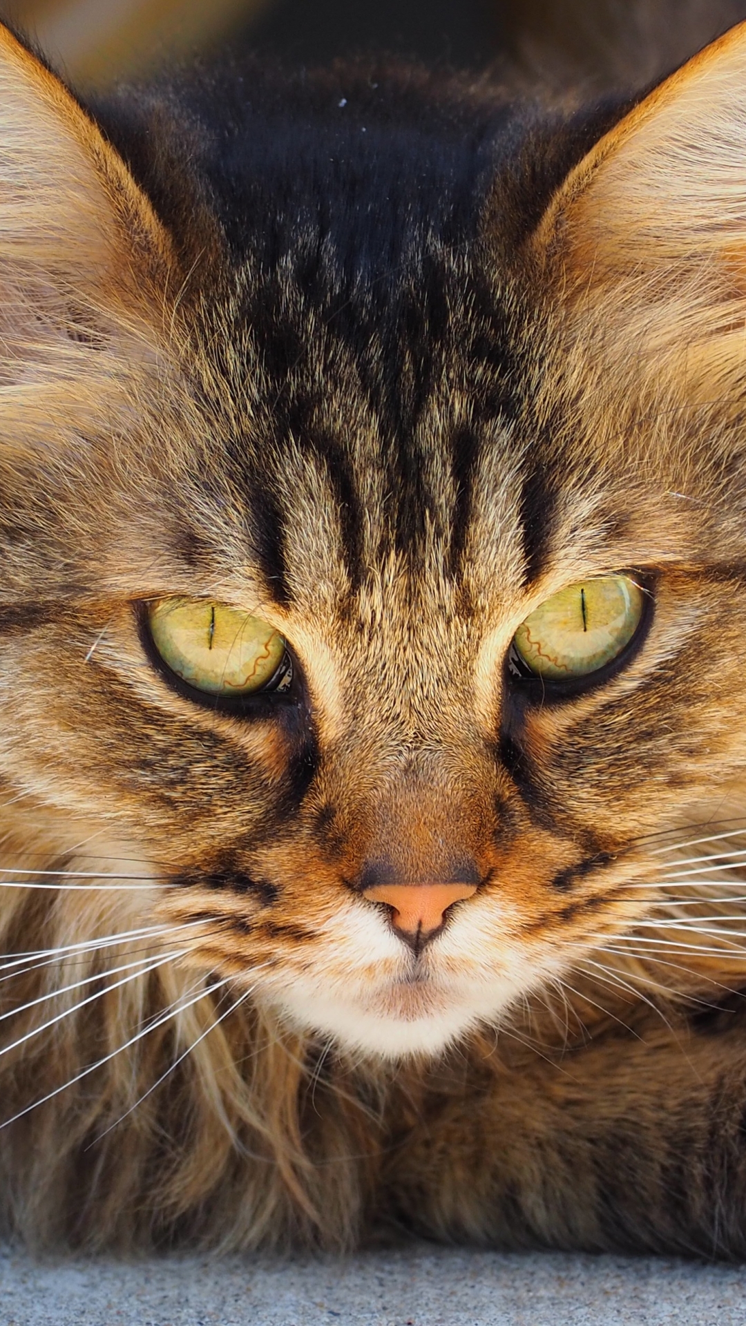 Download mobile wallpaper Cats, Cat, Animal, Face, Eye for free.