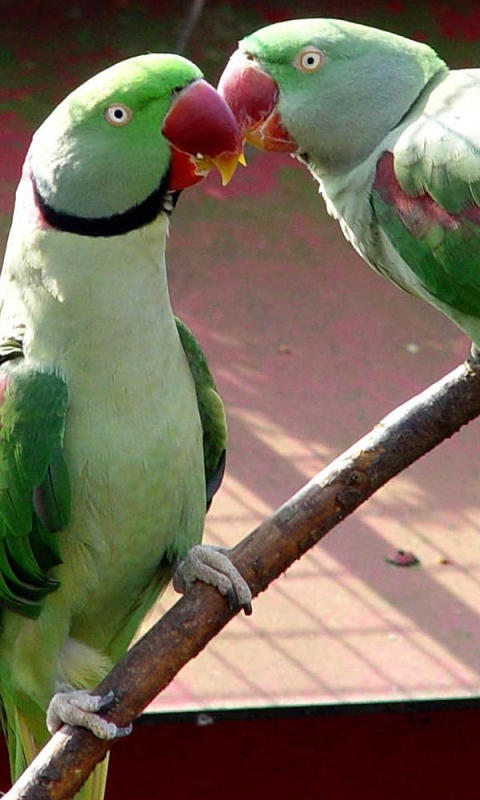 Download mobile wallpaper Birds, Bird, Animal, Parakeet for free.