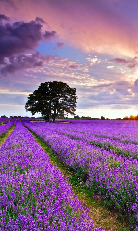 Handy-Wallpaper Blumen, Lavendel, Erde/natur kostenlos herunterladen.