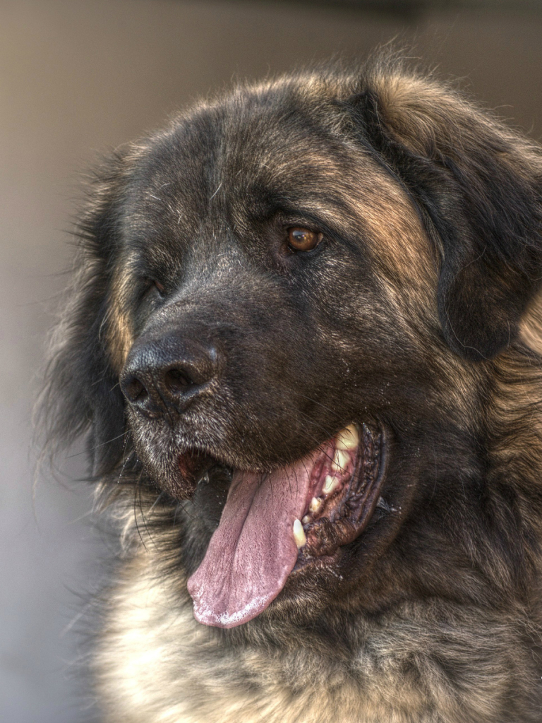 Téléchargez des papiers peints mobile Animaux, Chiens, Chien gratuitement.