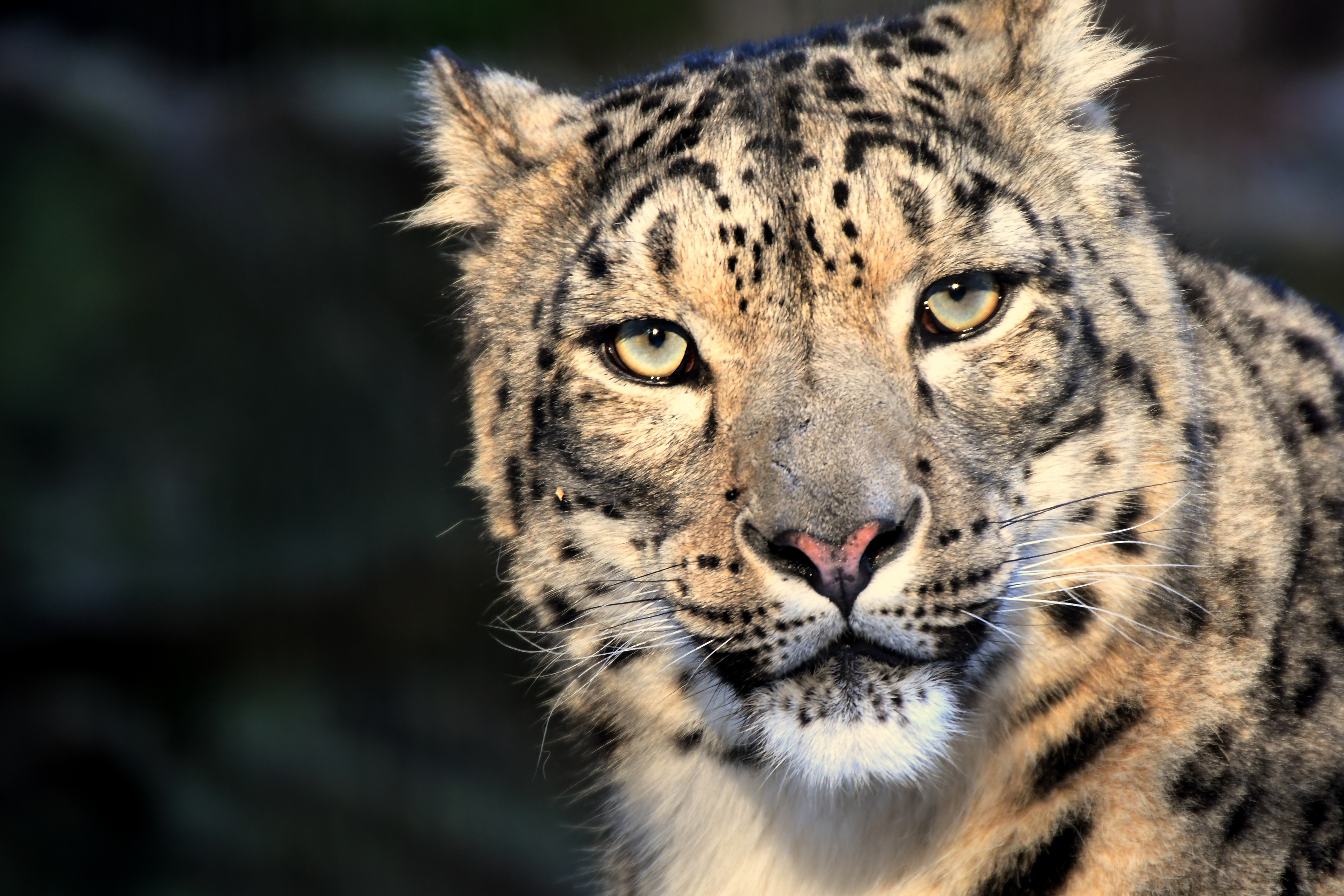 Завантажити шпалери безкоштовно Тварина, Коти, Сніговий Леопард картинка на робочий стіл ПК