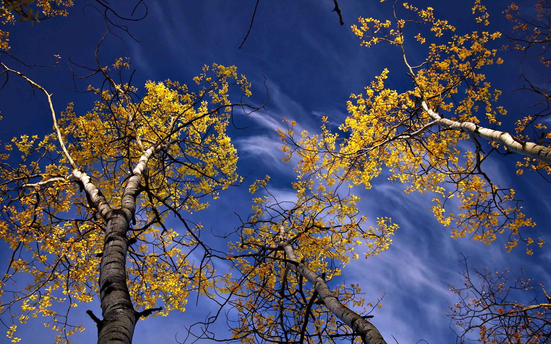 740531壁紙のダウンロード地球, 空, 秋, 自然, 木, こずえ-スクリーンセーバーと写真を無料で