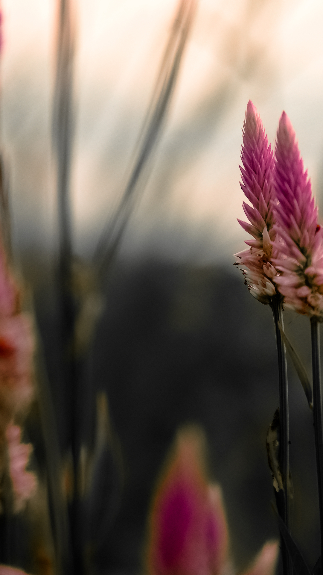 Descarga gratuita de fondo de pantalla para móvil de Naturaleza, Planta, Difuminar, Tierra/naturaleza, Difuminado.