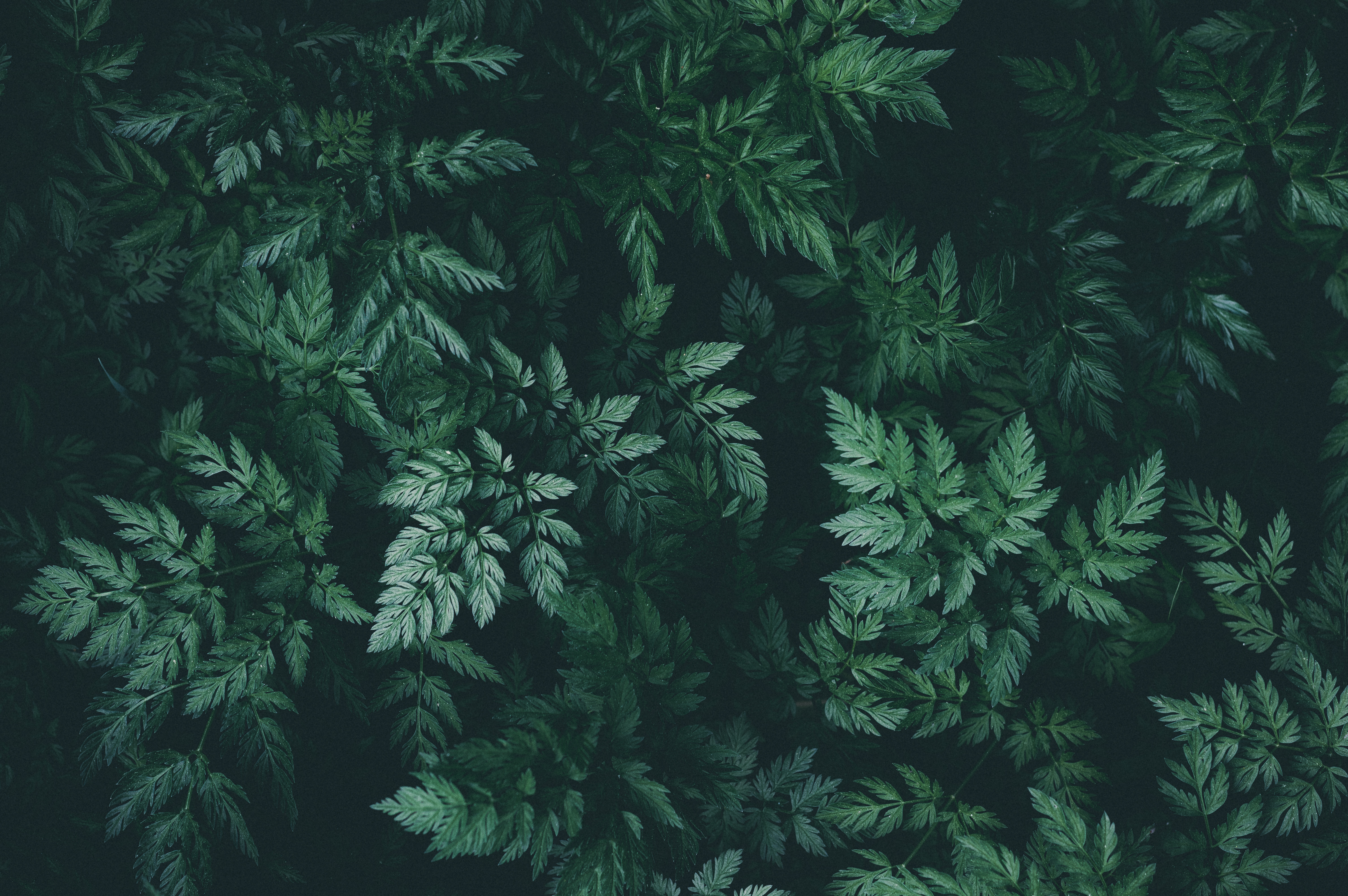 Скачать картинку Растение, Зеленый, Темный, Листья, Макро в телефон бесплатно.