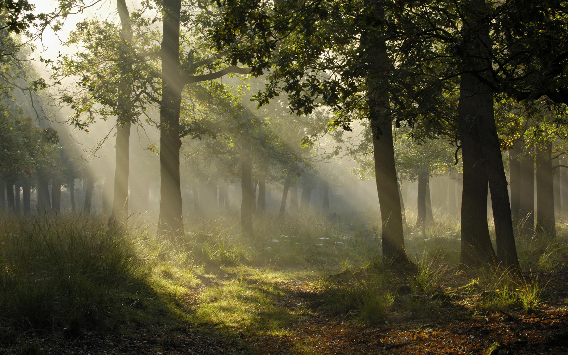 Download mobile wallpaper Japan, Sunbeam, Fog, Forest, Path, Tree, Earth for free.