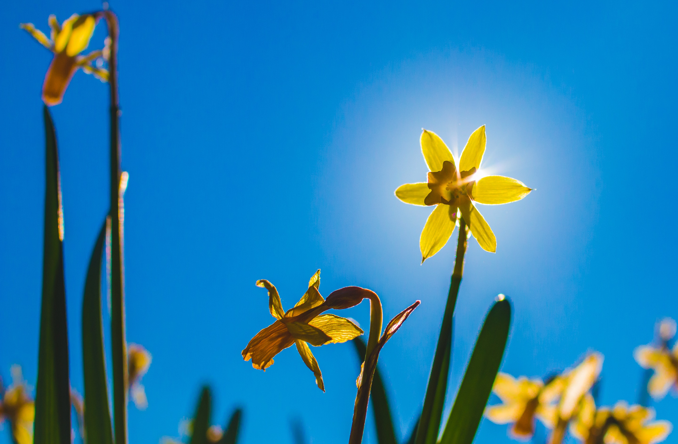 Free download wallpaper Flowers, Sky, Summer, Flower, Earth, Yellow Flower, Daffodil on your PC desktop