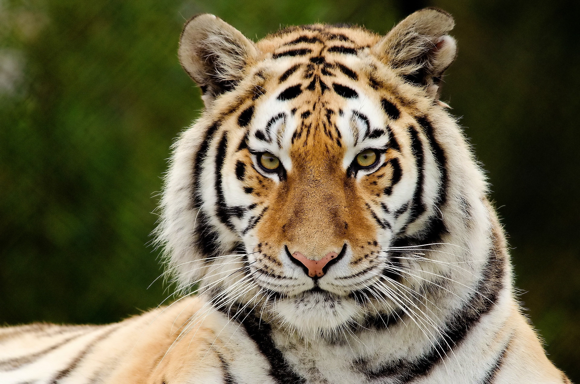 119684 скачать картинку взгляд, большая кошка, животные, тигр, морда, хищник, удивление - обои и заставки бесплатно