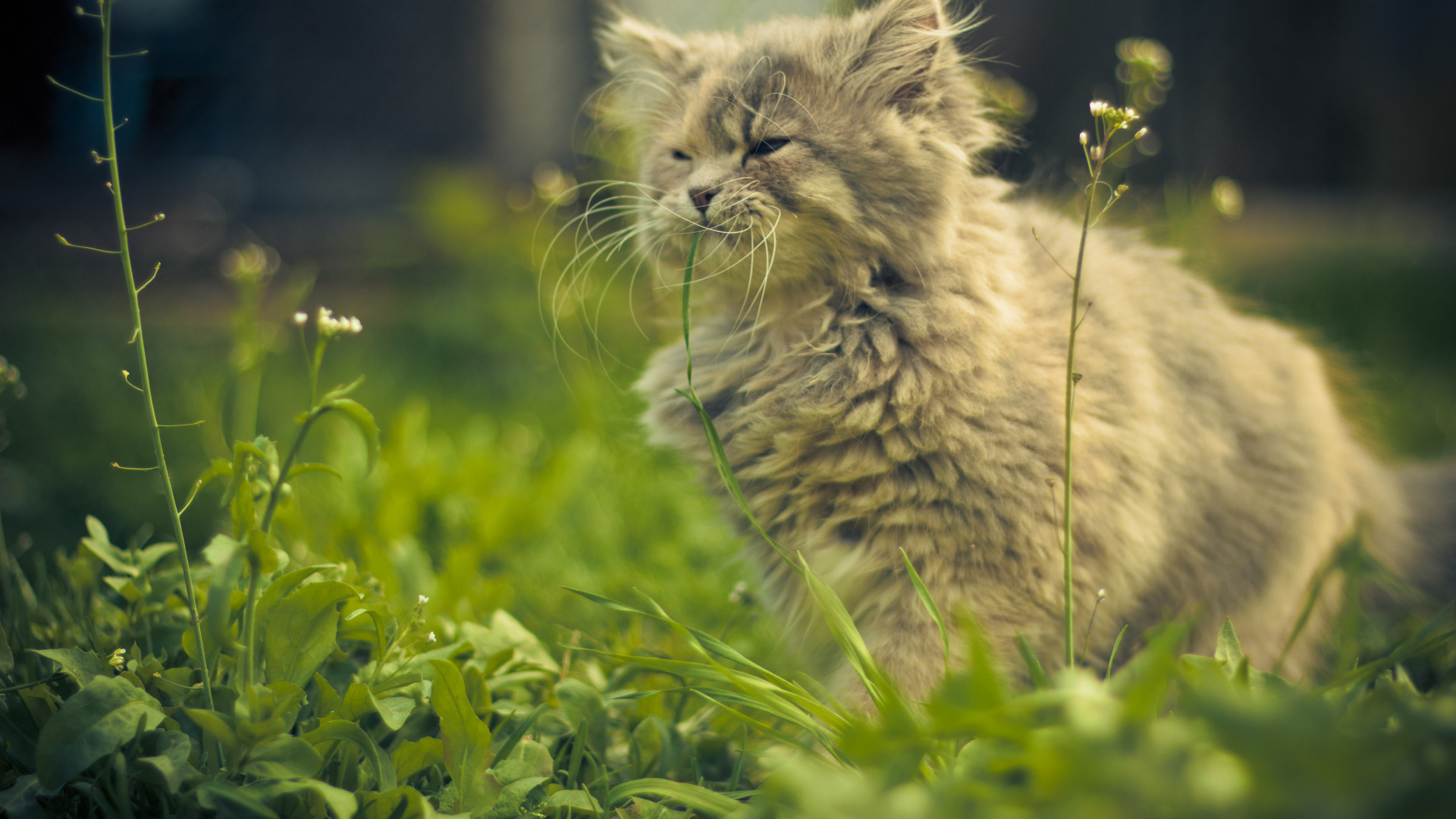 Download mobile wallpaper Cat, Animal for free.