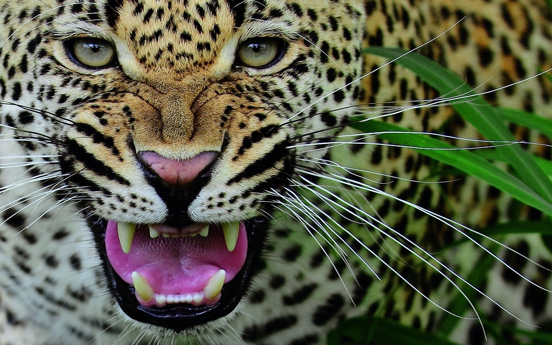 Baixe gratuitamente a imagem Leopardo, Gatos, Animais na área de trabalho do seu PC