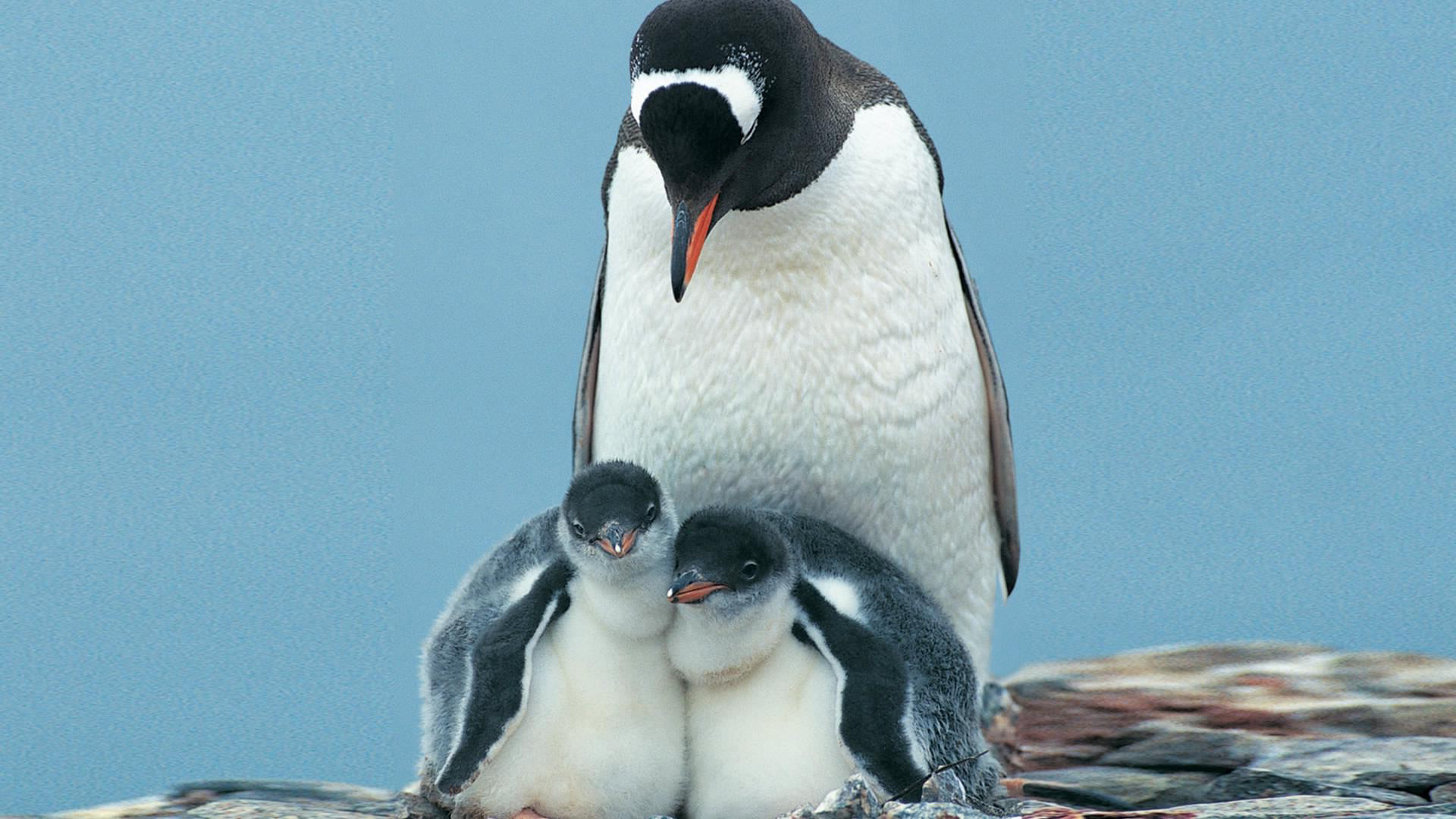 308368 descargar fondo de pantalla animales, pingüino emperador, aves: protectores de pantalla e imágenes gratis