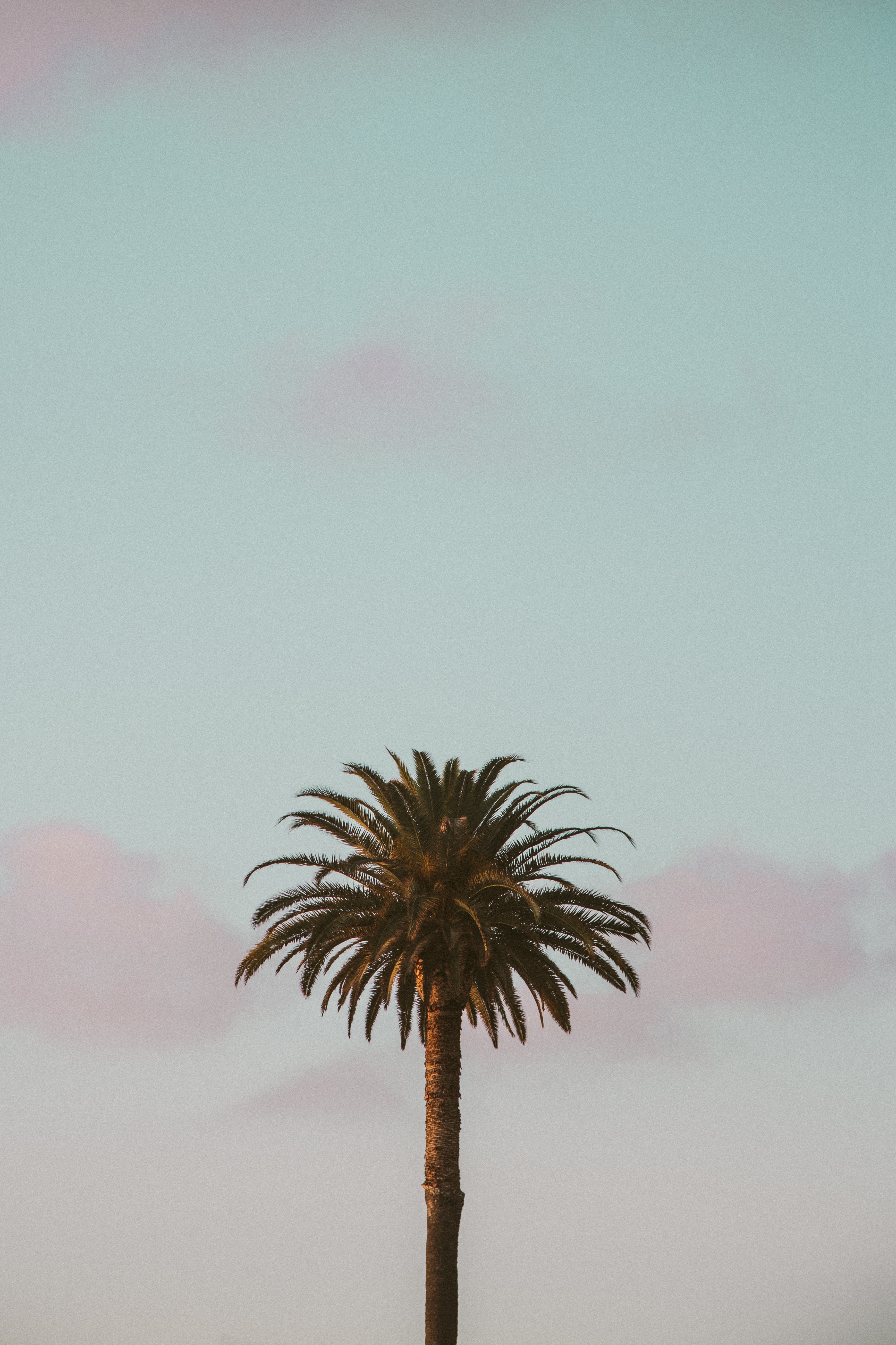 Download mobile wallpaper Sky, Palm, Tropics, Minimalism for free.