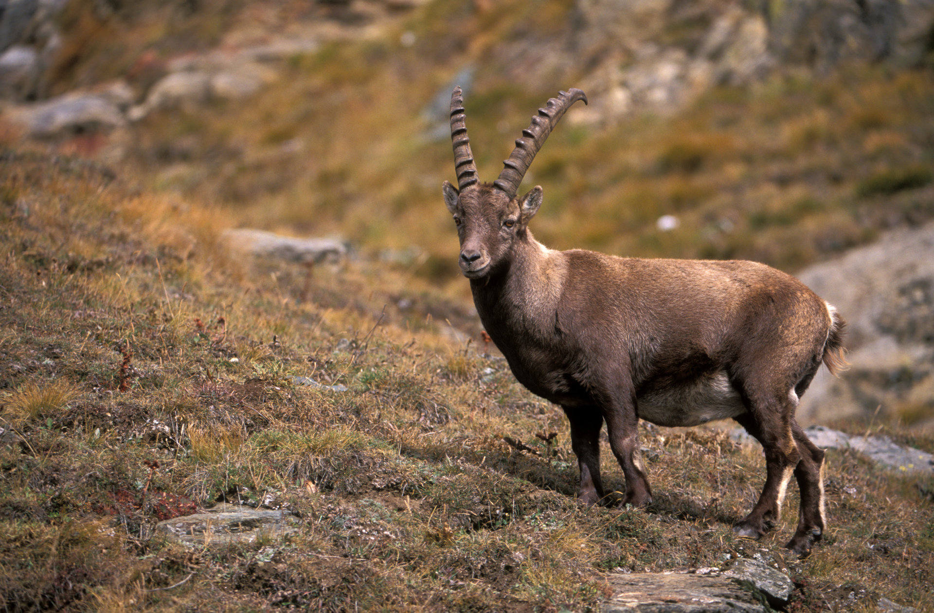 611083 baixar papel de parede animais, alpino ibex - protetores de tela e imagens gratuitamente