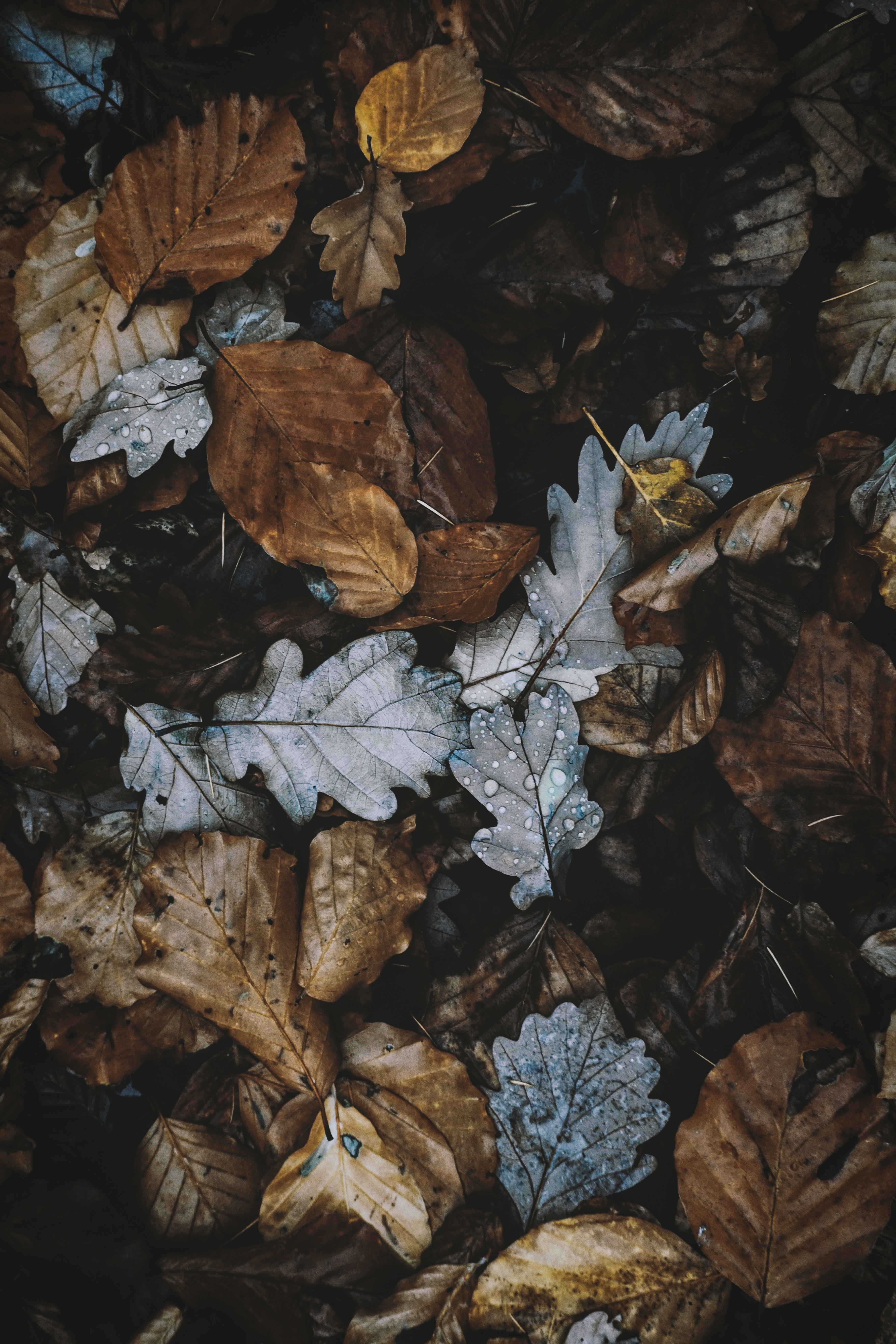 android autumn, foliage, nature, leaves, dry