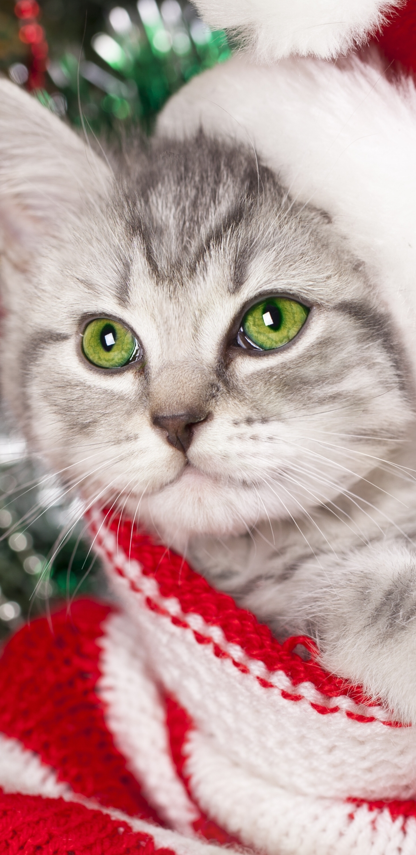 Baixe gratuitamente a imagem Animais, Gatos, Natal, Gato, Gatinho, Bokeh na área de trabalho do seu PC