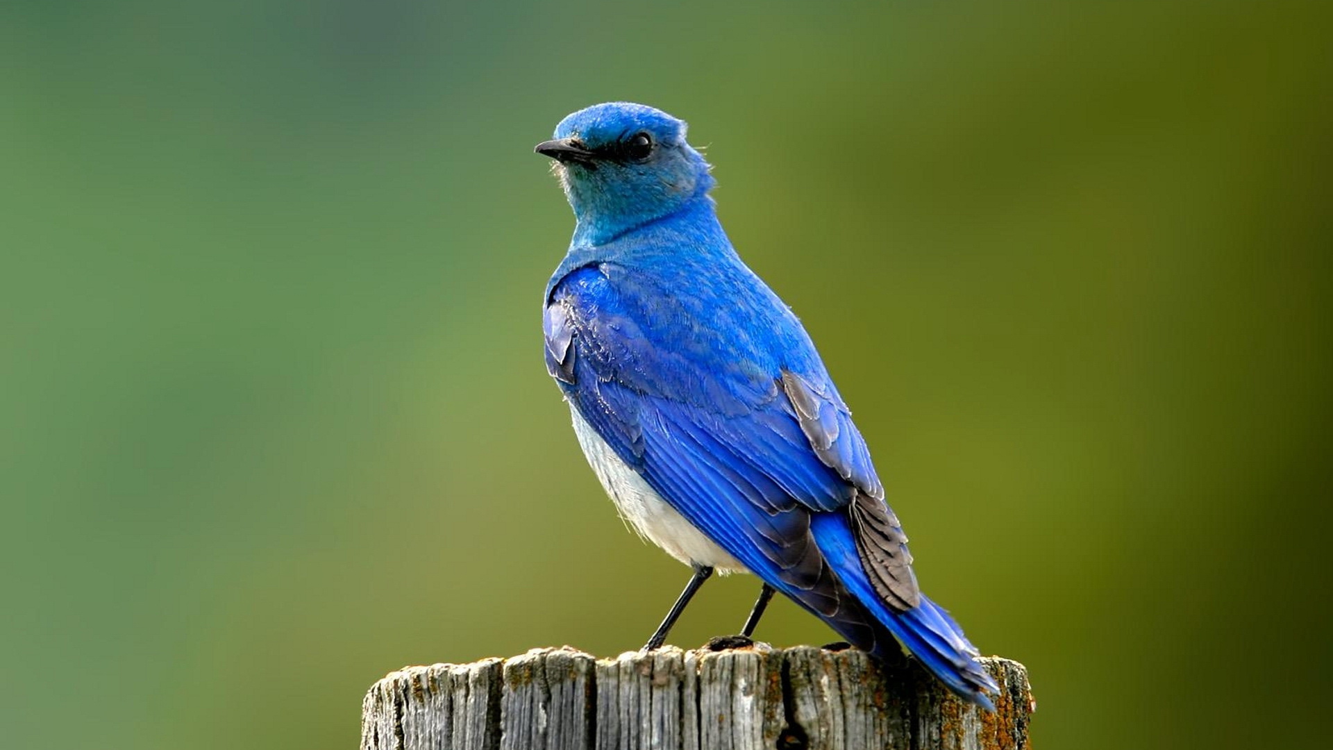 Téléchargez gratuitement l'image Oiseau, Des Oiseaux, Animaux sur le bureau de votre PC