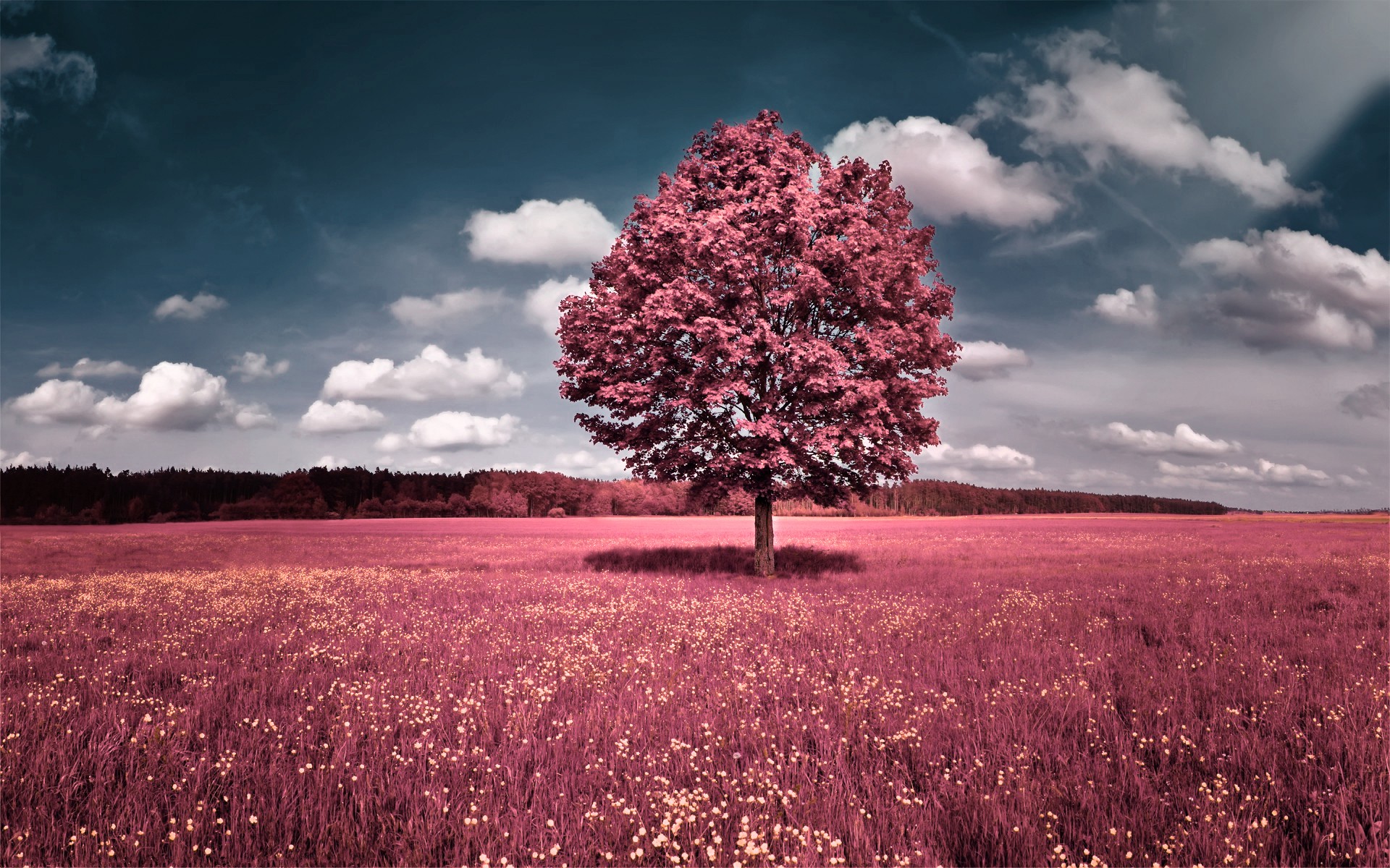 pink, trees, earth, tree, field