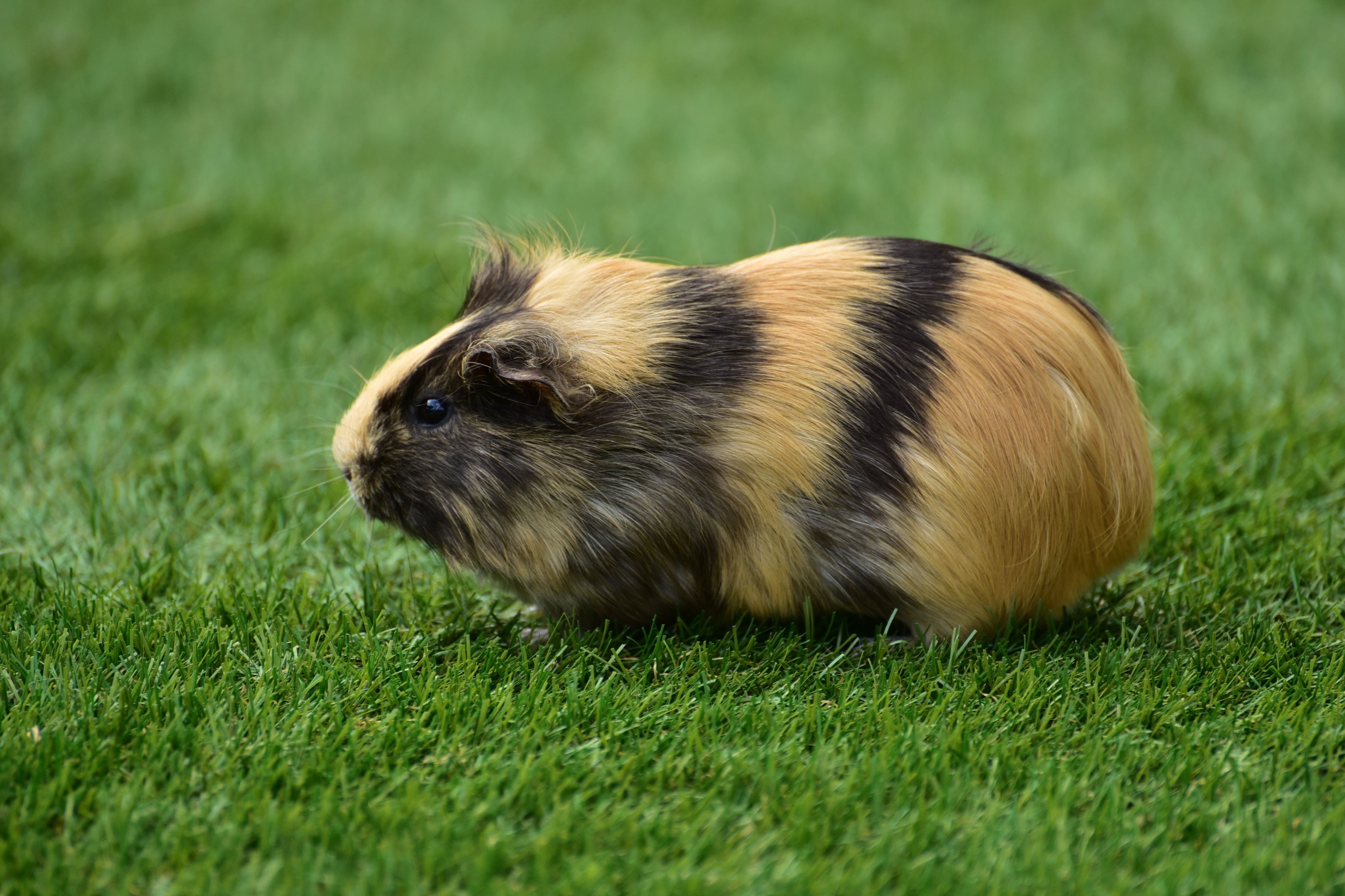 Free download wallpaper Animals, Grass, Rodent, Guinea Pig on your PC desktop