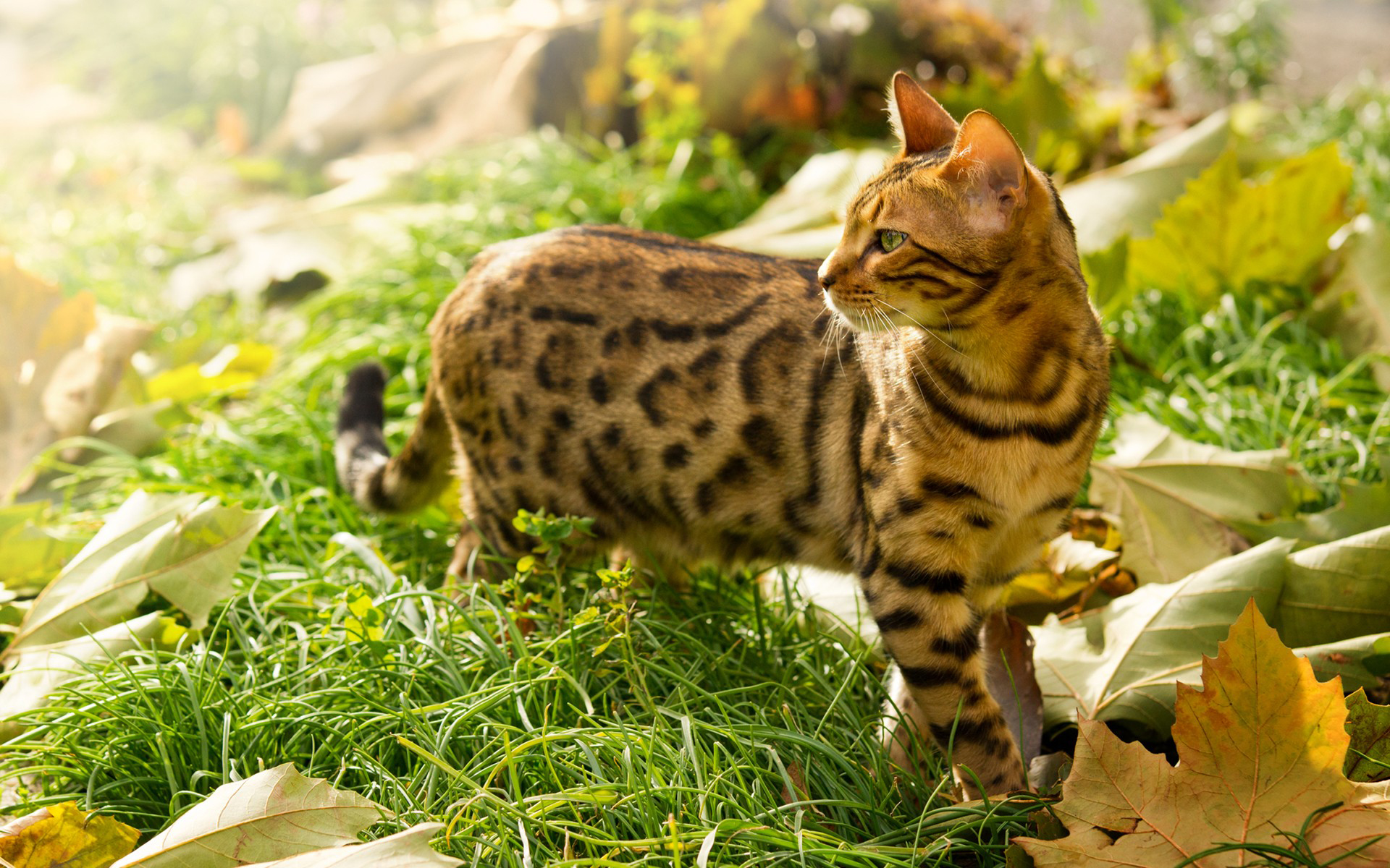 Baixe gratuitamente a imagem Animais, Gato na área de trabalho do seu PC