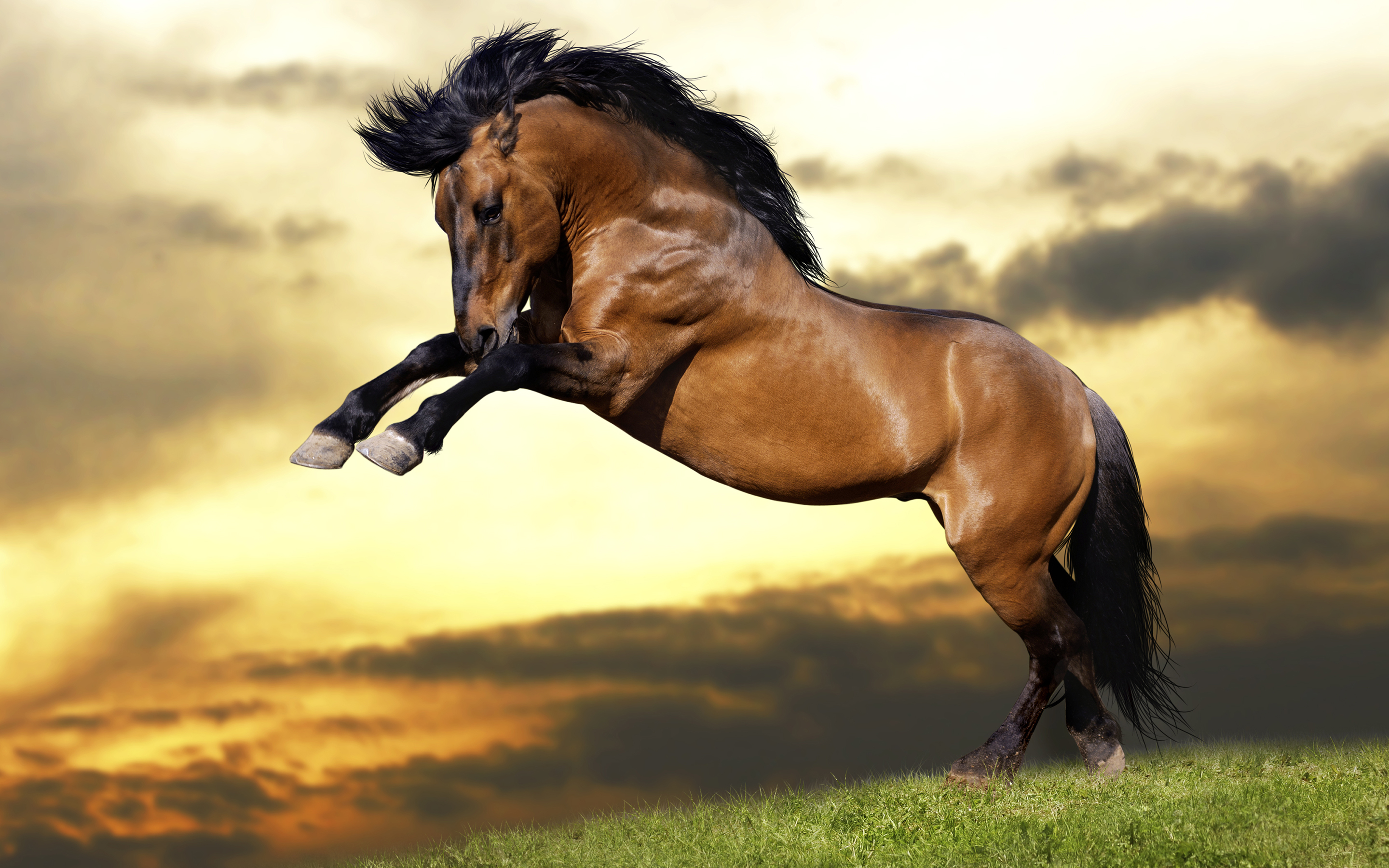 Download mobile wallpaper Animal, Horse for free.