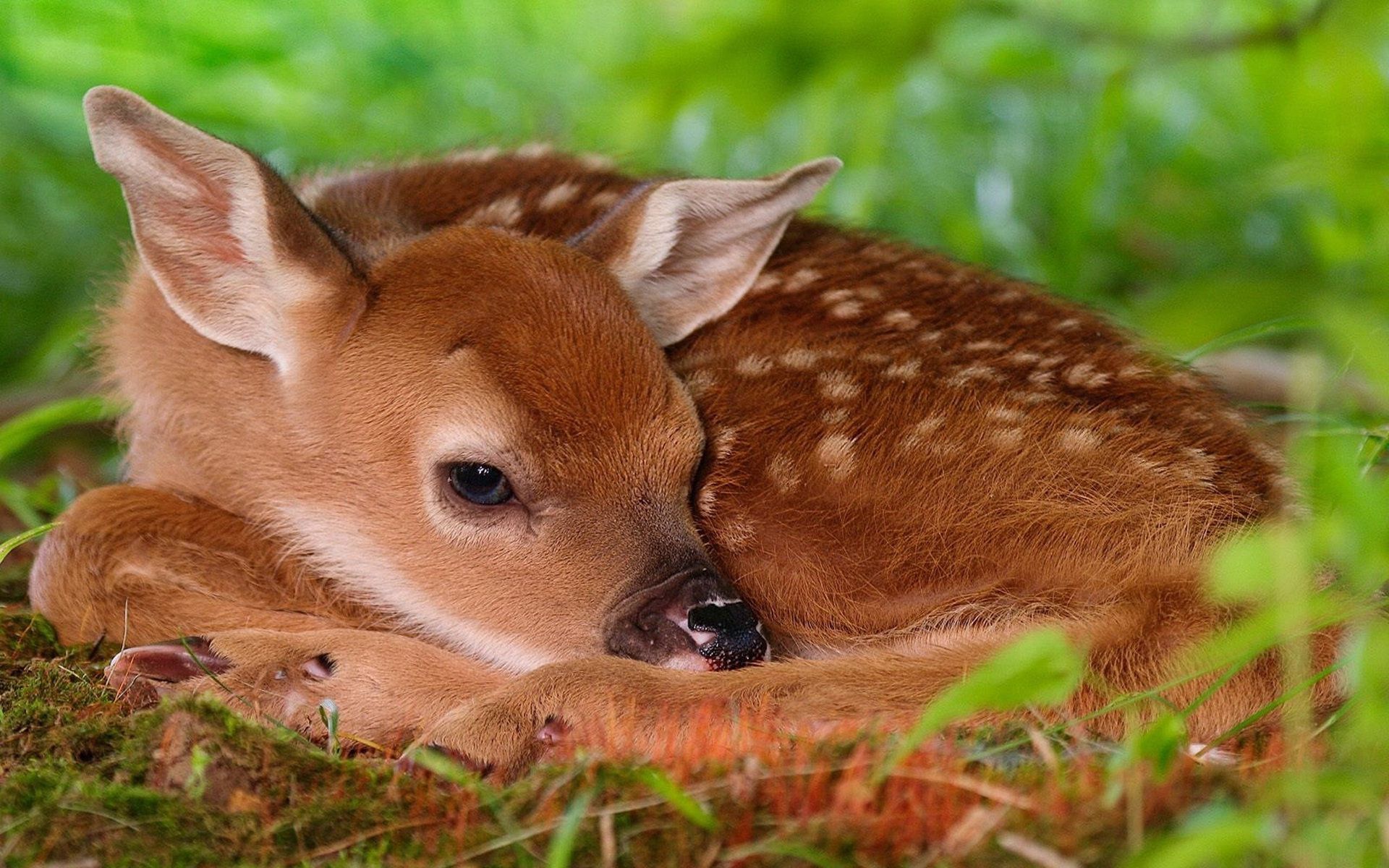 Laden Sie das Tiere, Hirsch-Bild kostenlos auf Ihren PC-Desktop herunter