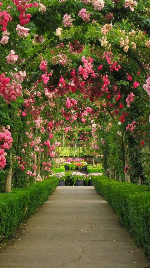 Handy-Wallpaper Natur, Rose, Bogen, Garten, Menschengemacht, Pinke Blume, Felsentor, Rosenstrauch kostenlos herunterladen.