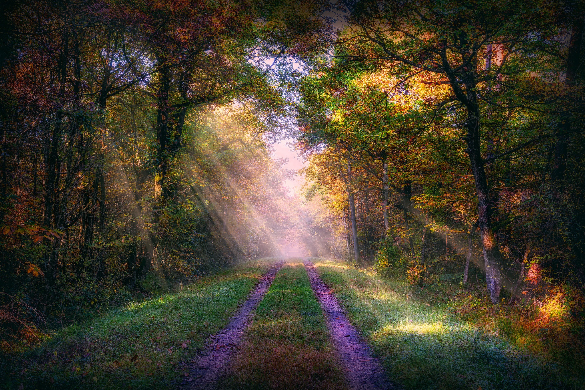 Download mobile wallpaper Nature, Forest, Tree, Earth, Path, Sunbeam for free.