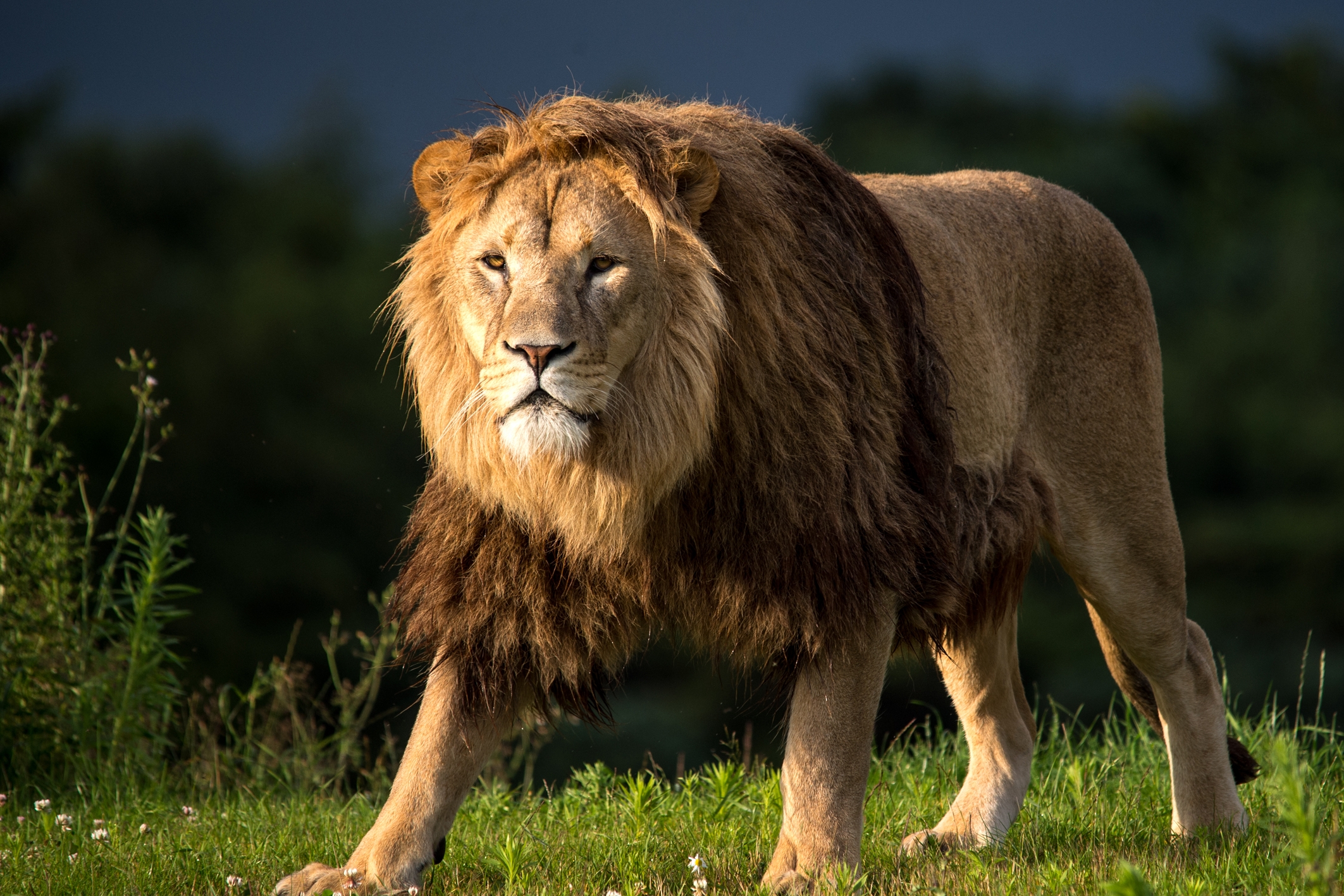 Download mobile wallpaper Lion, Mane, Animals, Predator for free.
